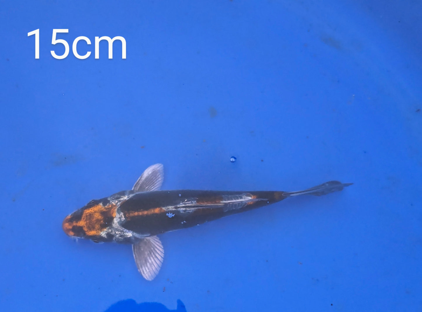 15cm Beni yamazan