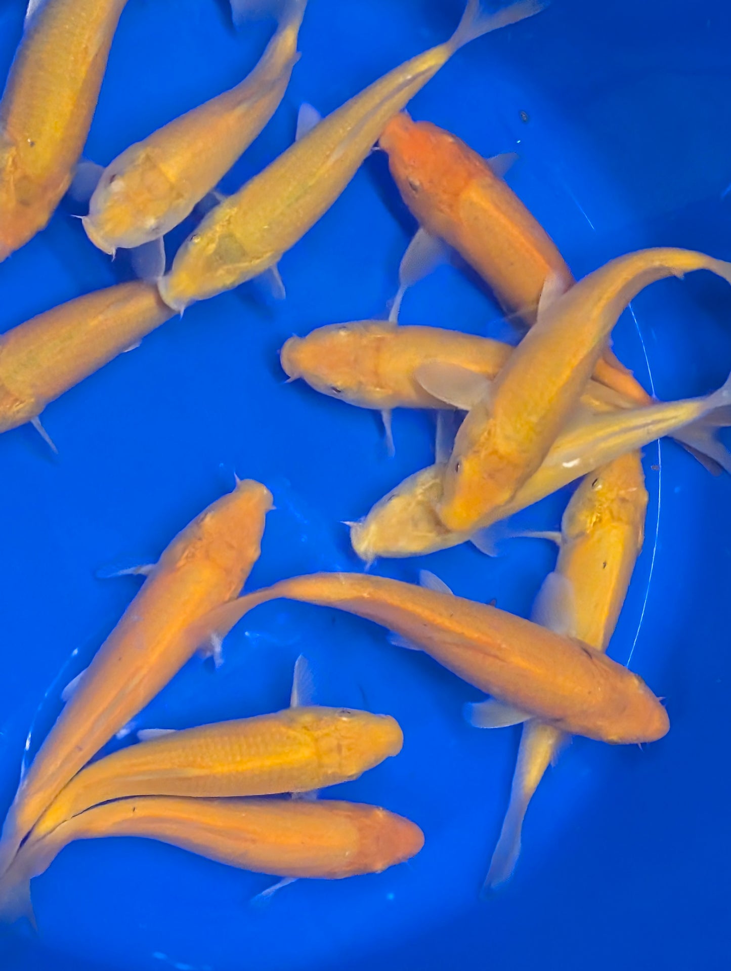 Dianichi Karashigoi Botan line 20-22cm Tosai