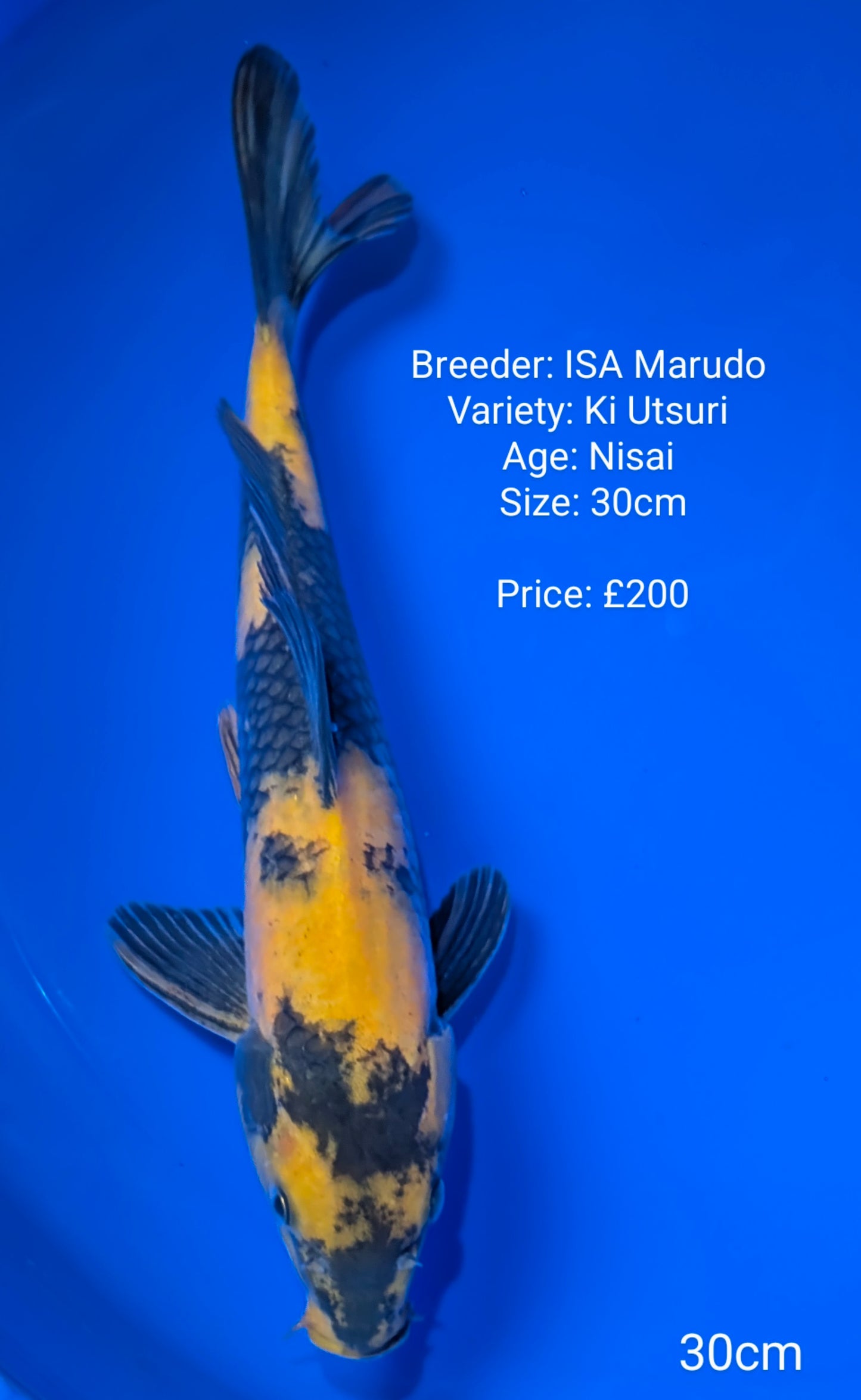 ISA Marudo ki Utsuri ( In QT)