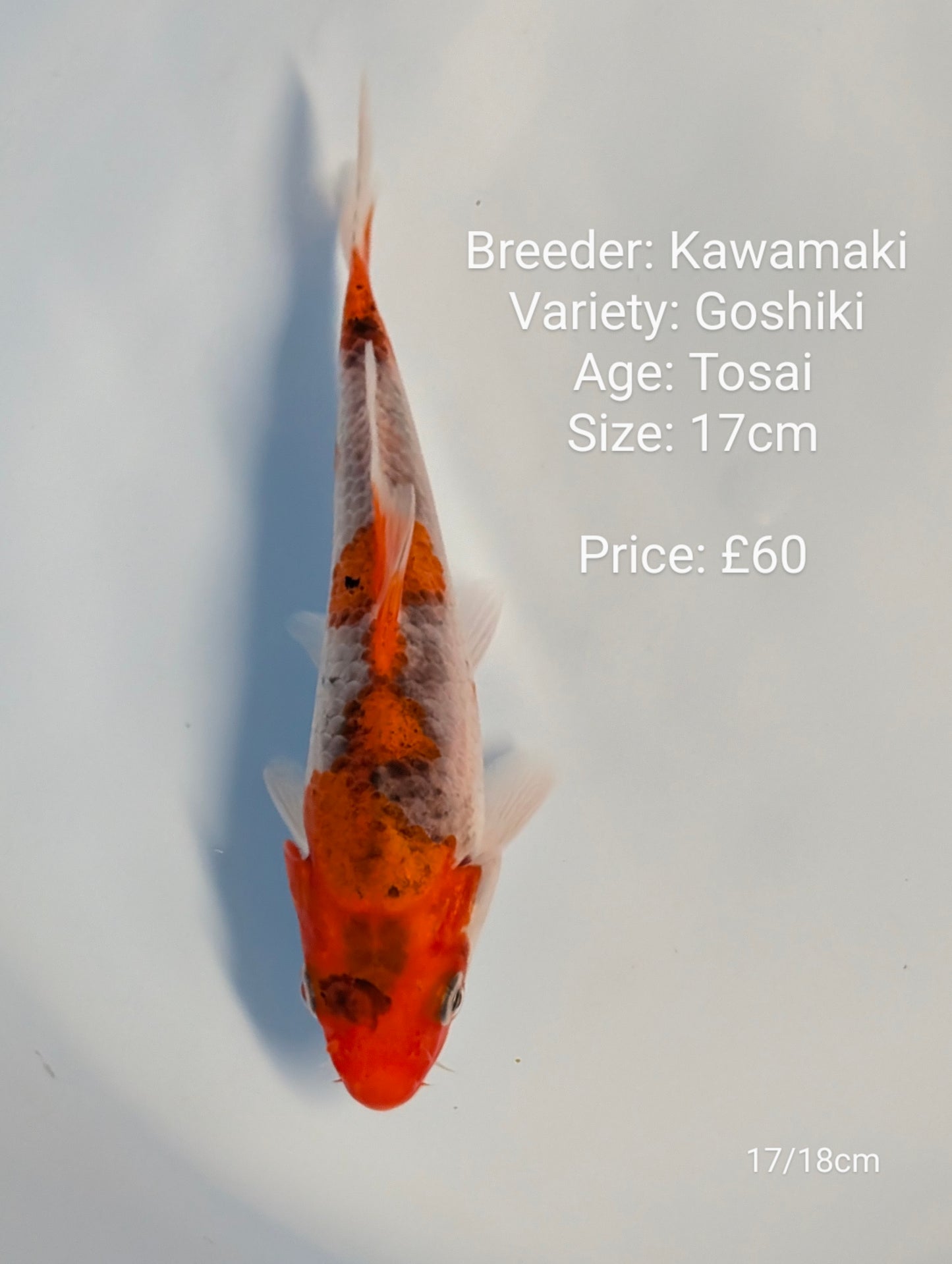 Kawamaki Goshiki 17cm