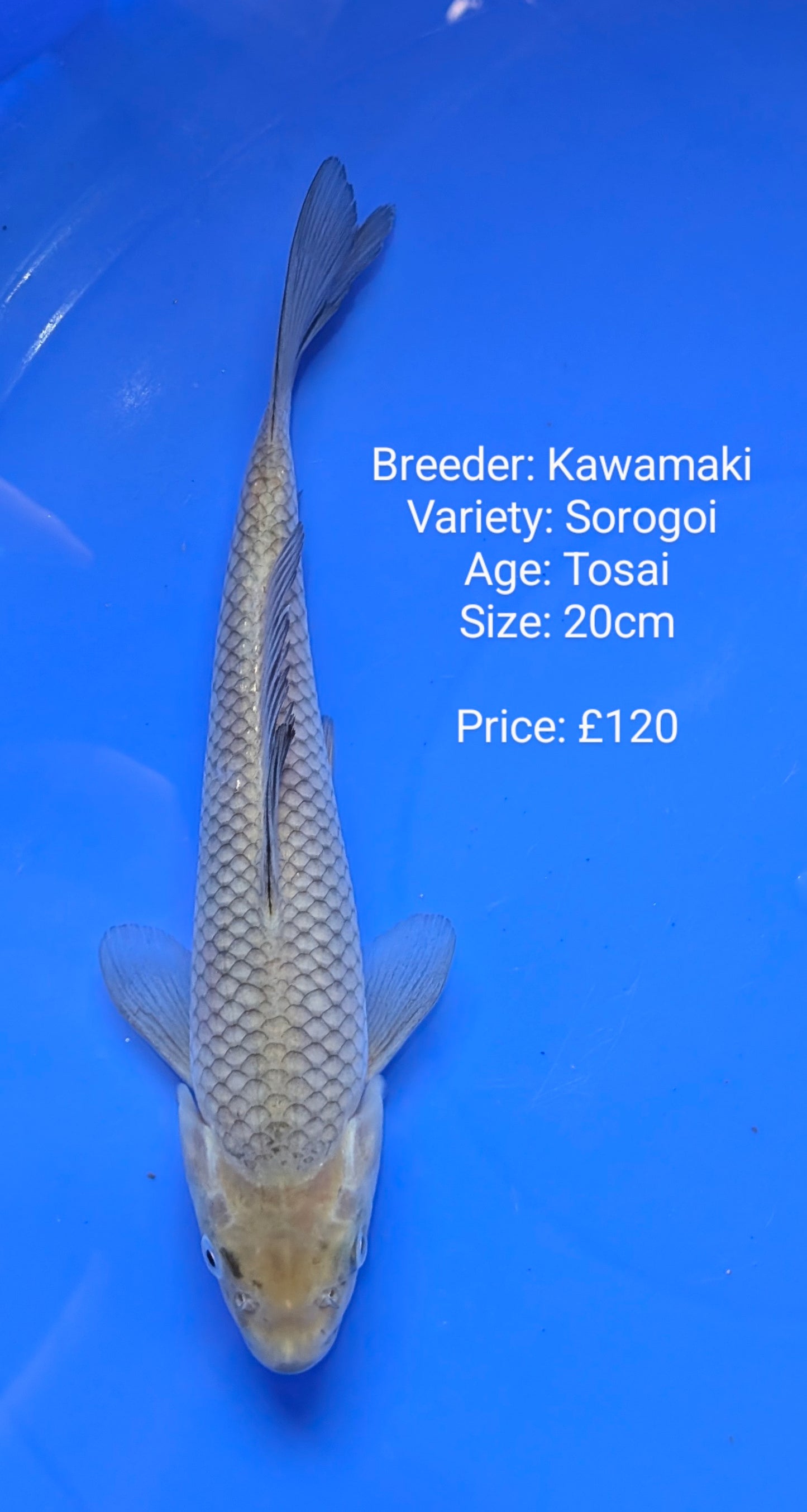 Kawamaki Sorogoi 20cm