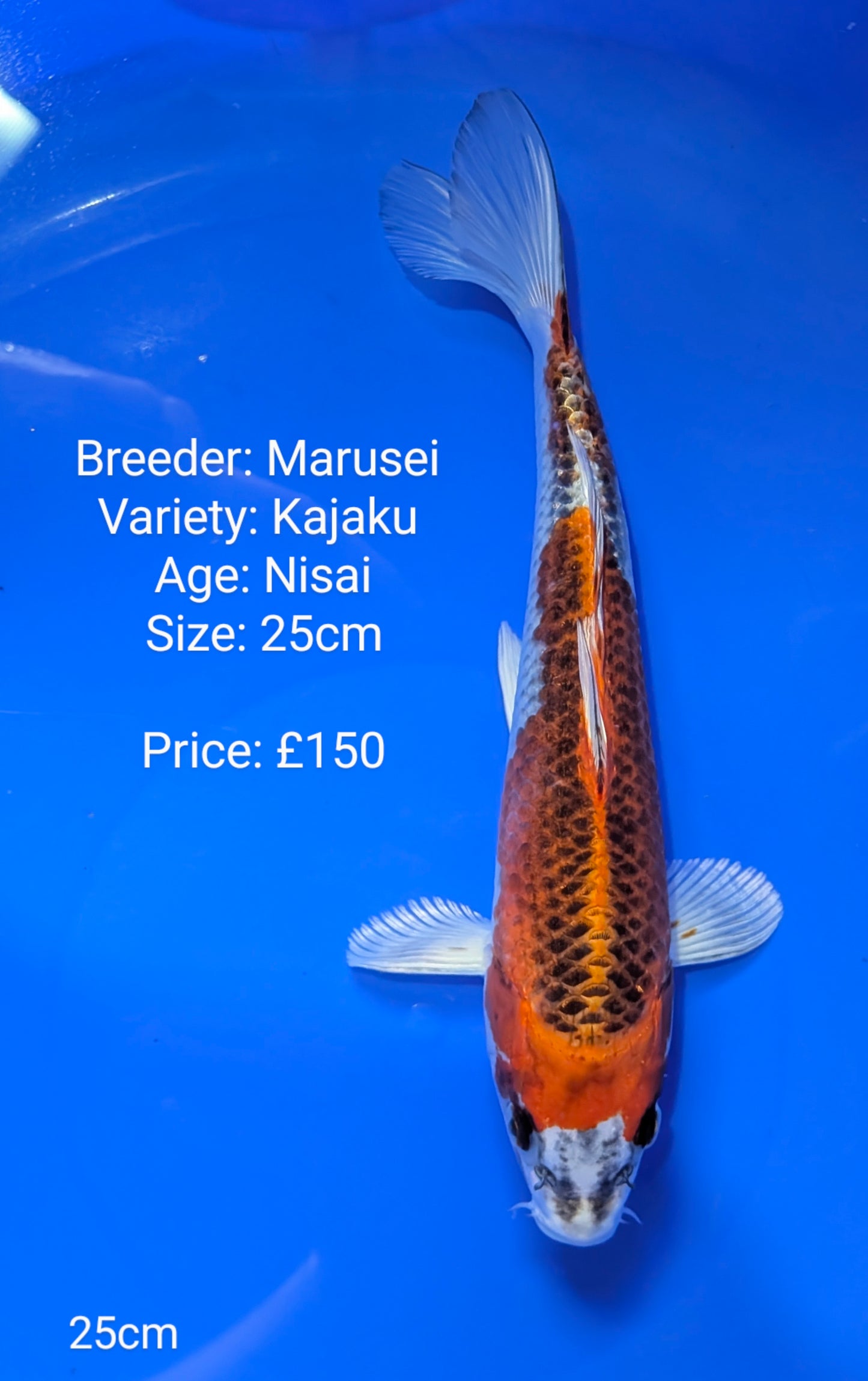 Marusei Kajaku 25cm (QT)