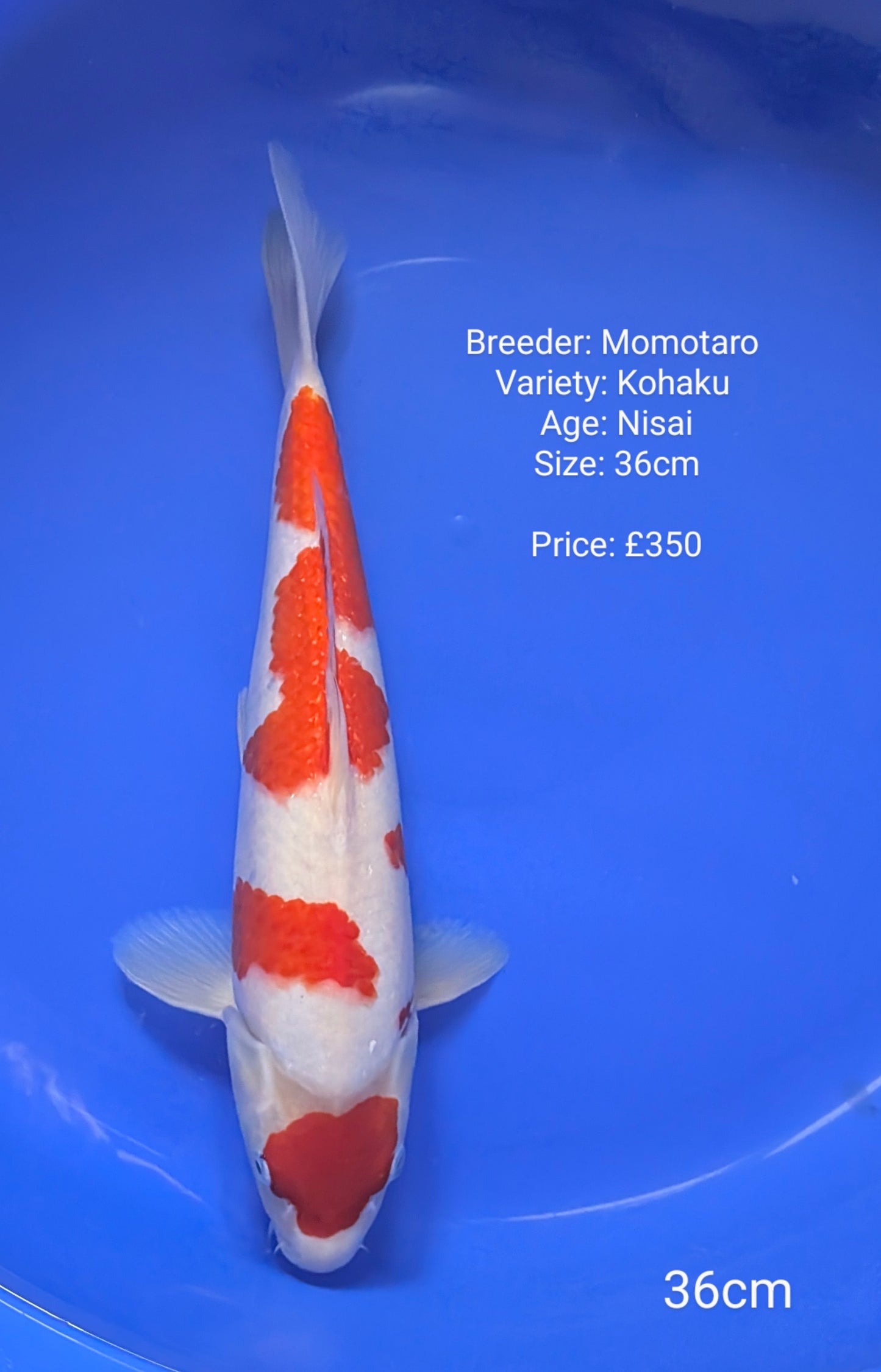 Momotaro Kohaku 36cm