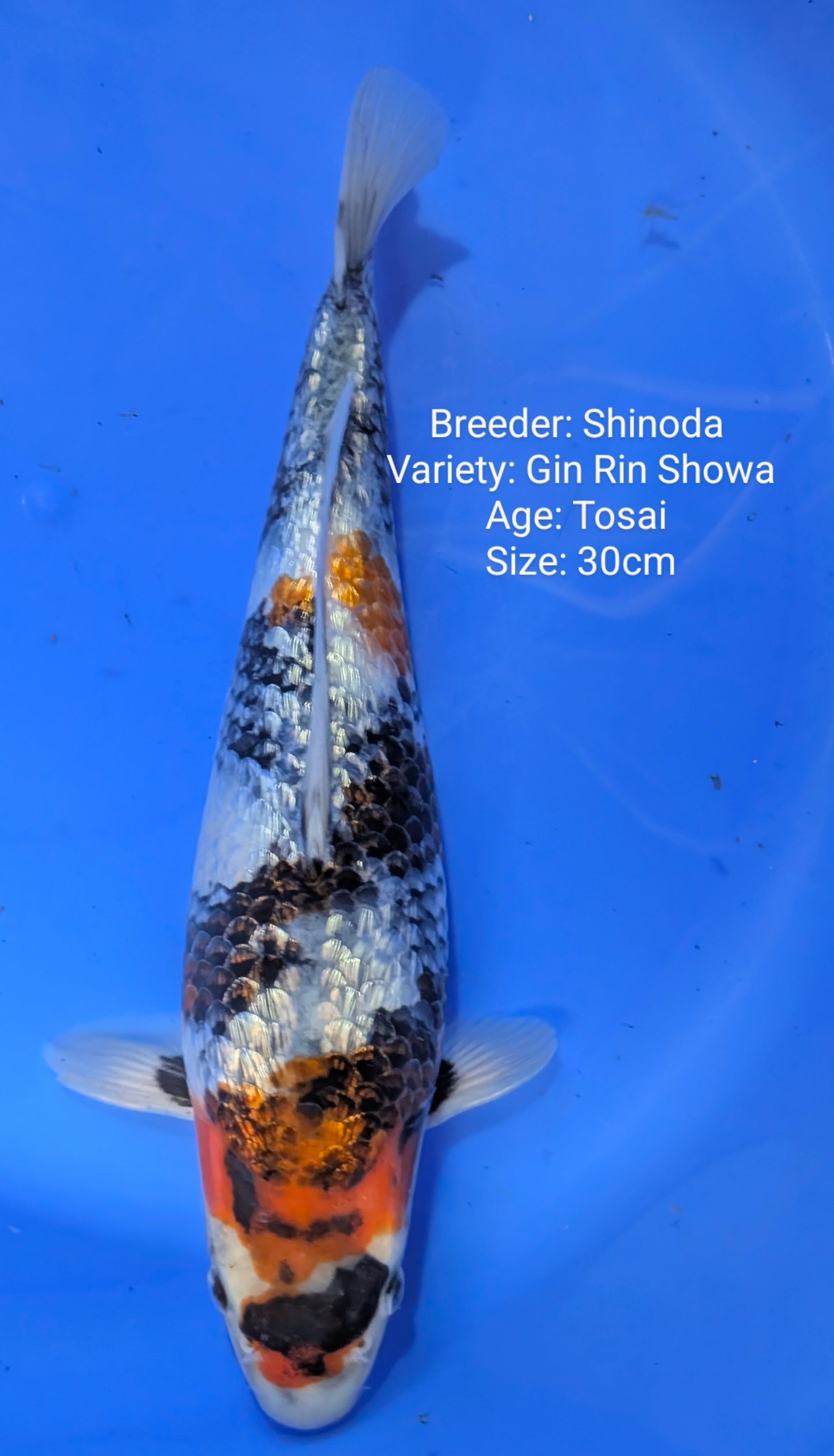 Shinoda Gin Rin Showa Jumbo Tosai
