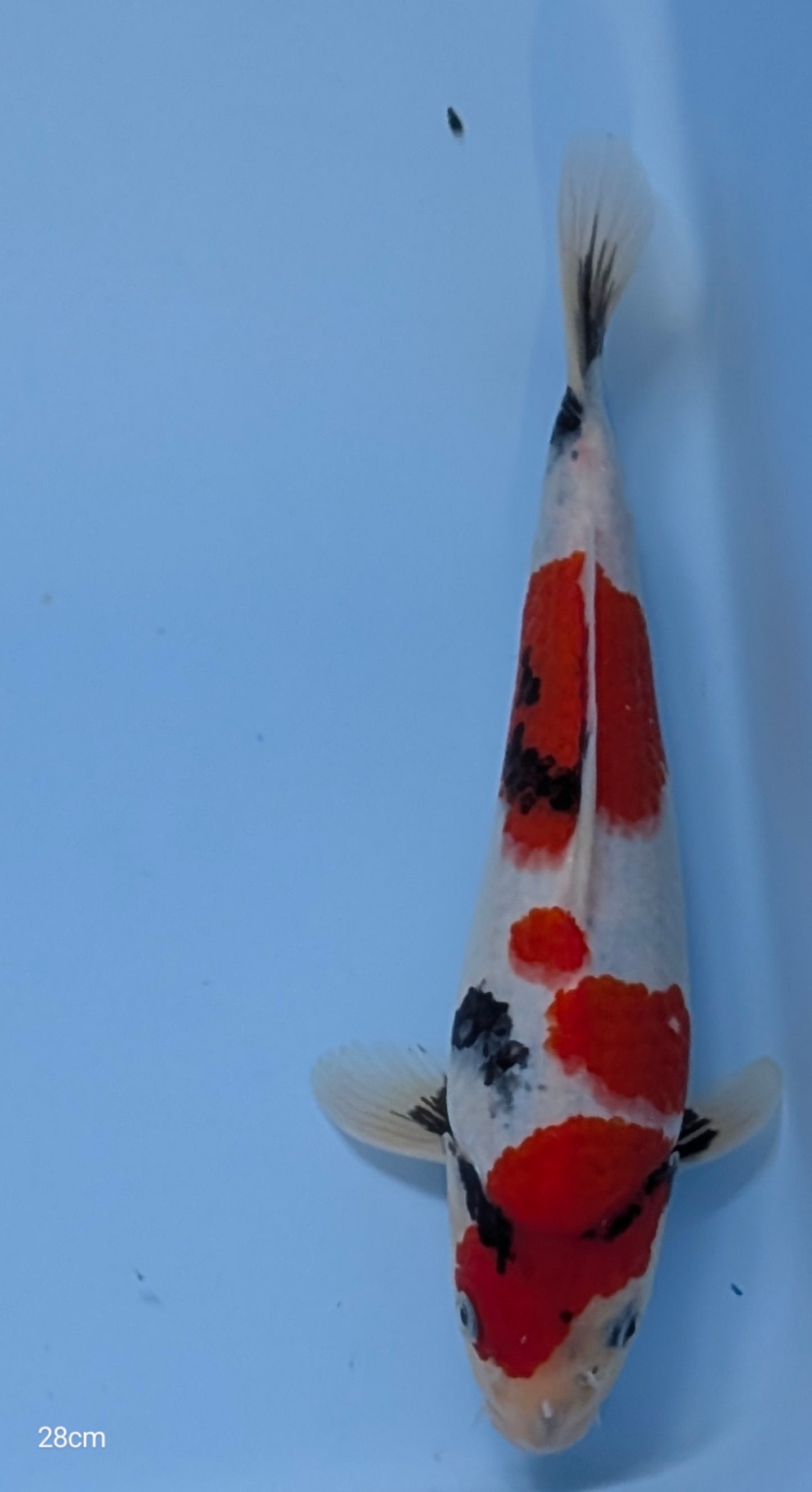 Dianichi Nisai Showa 28cm- D05