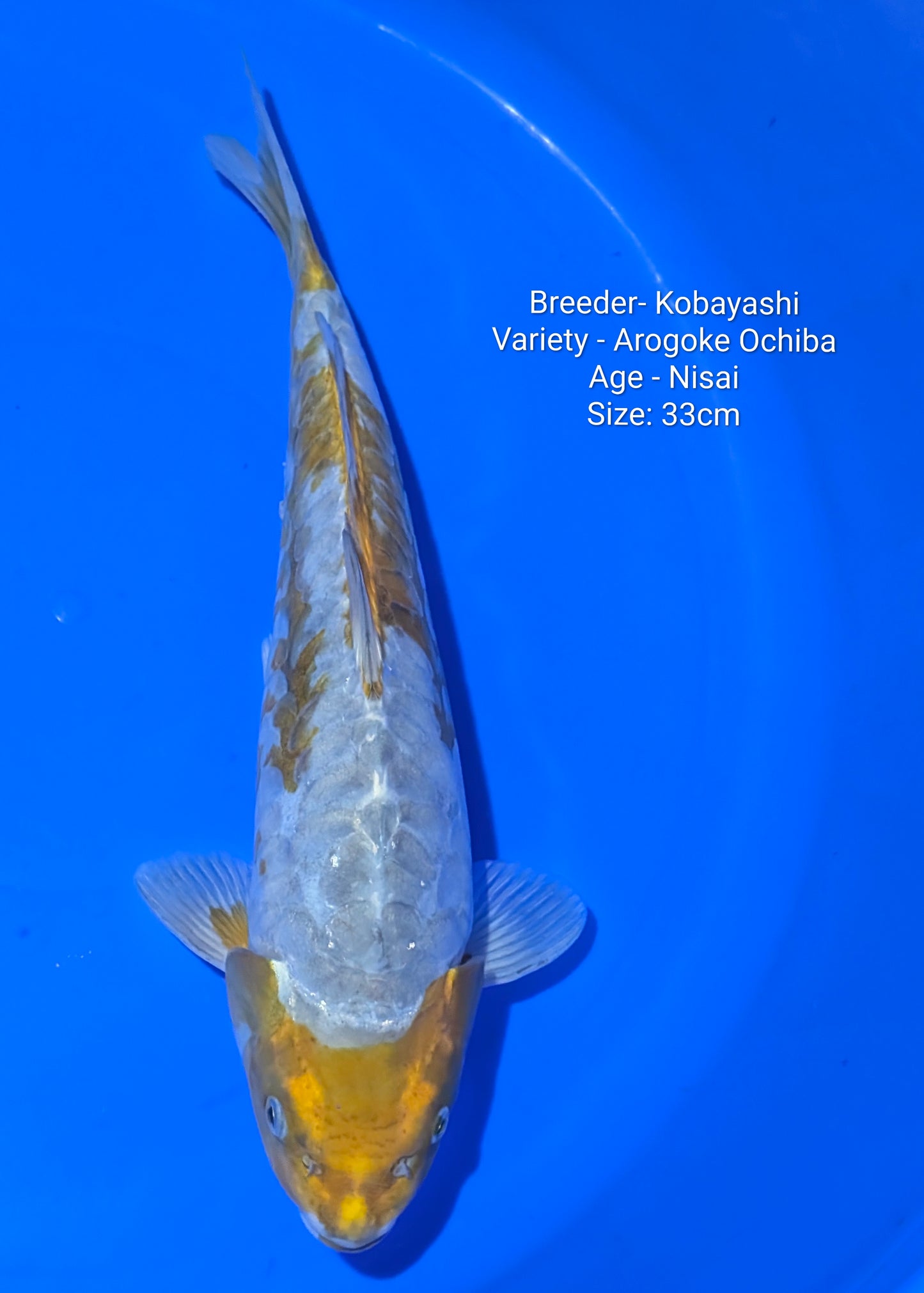 Kobayashi Arogoke Gin Rin Ochiba Nisai 33cm Kobaya09