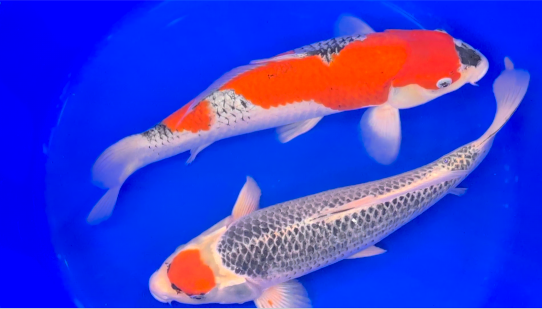 Raffle - Choose your Nisai š