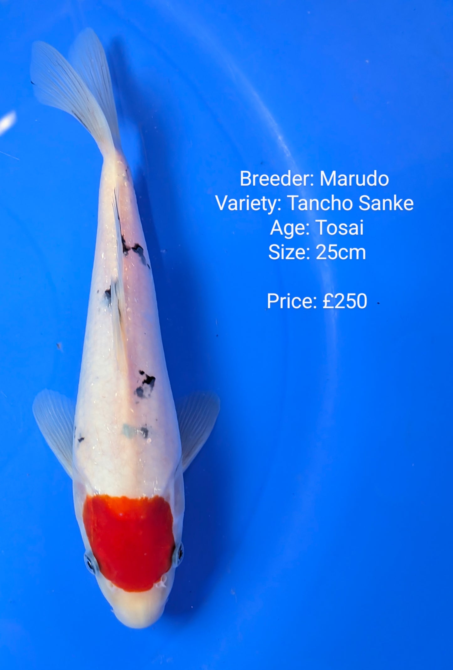 Marudo Tancho Sanke