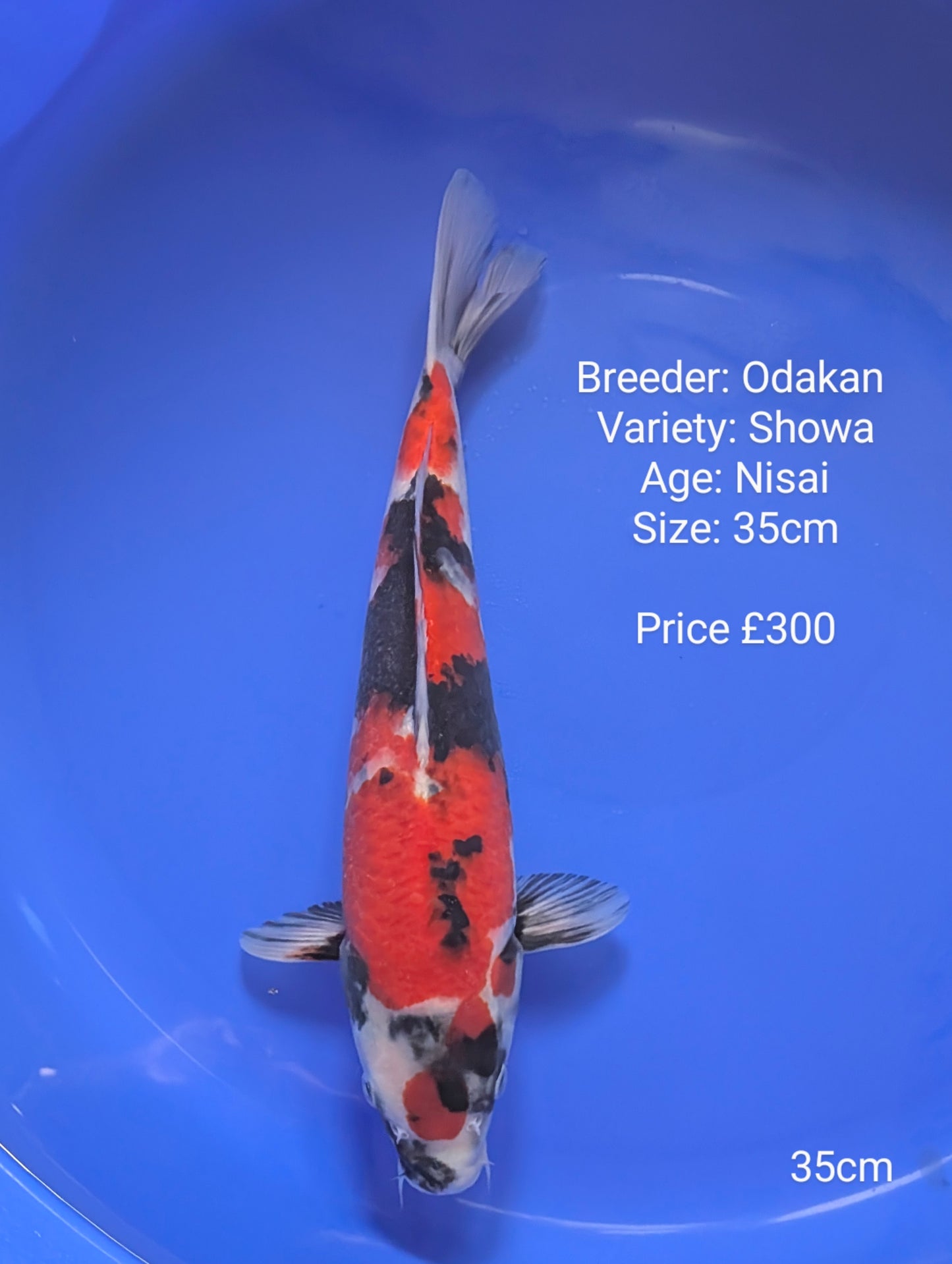Odakan Showa