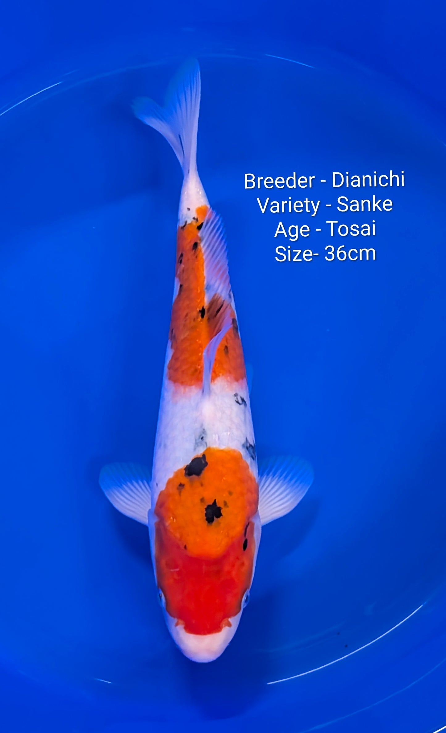 Raffle - Dianichi MSanke.JR with Certificate 36cm Jumbo Tosai