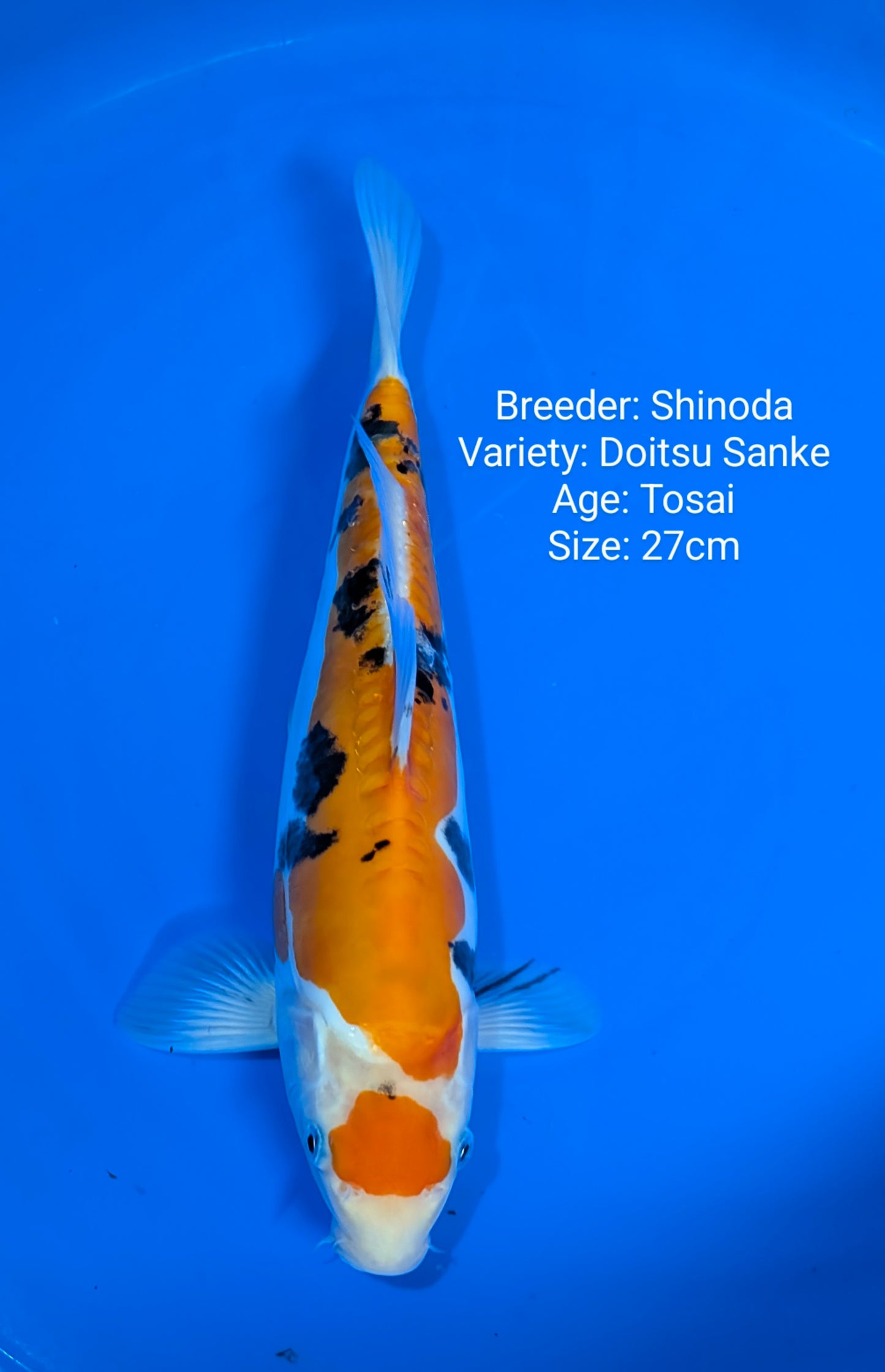 Shinoda Doitsu Maruten Sanke Jumbo Tosai 27cm
