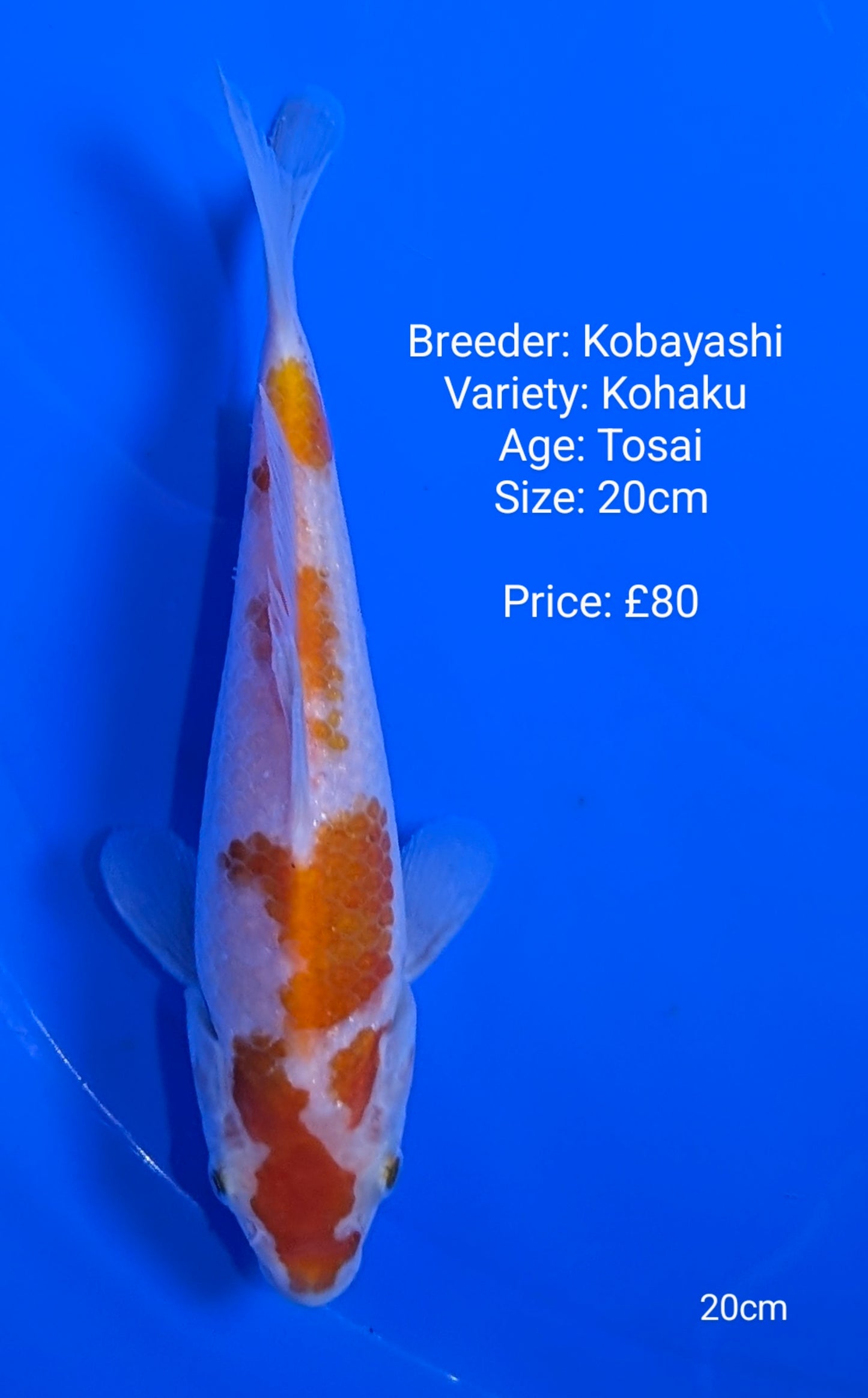 Kobayashi Kohaku