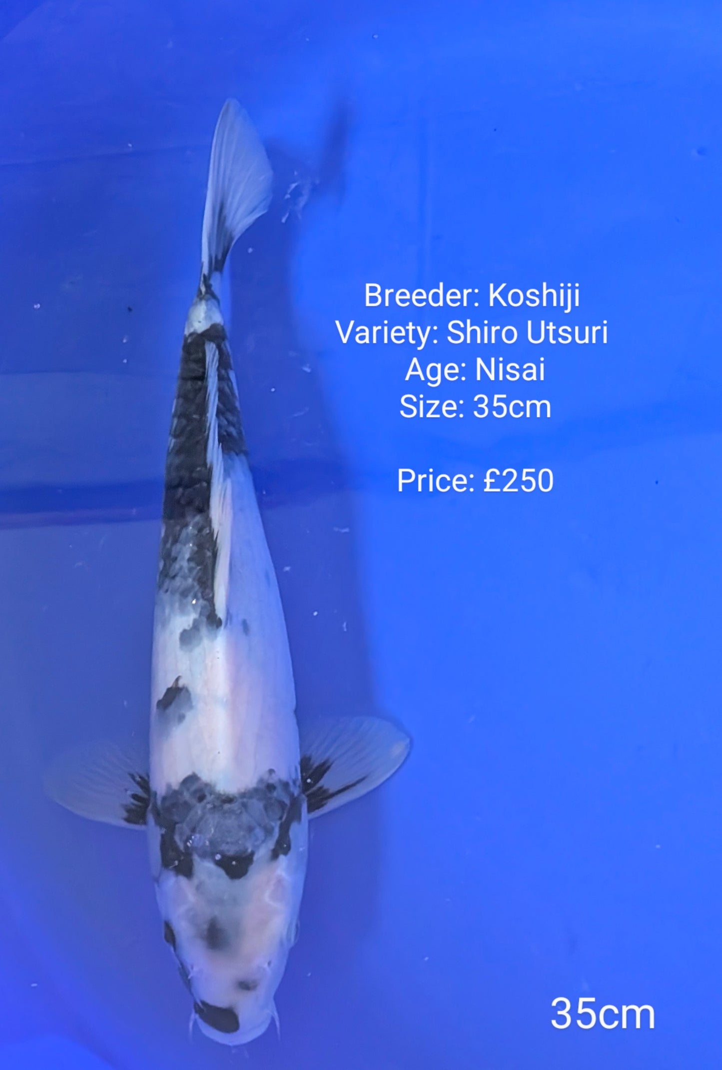 Koshiji Shiro Utsuri 35cm