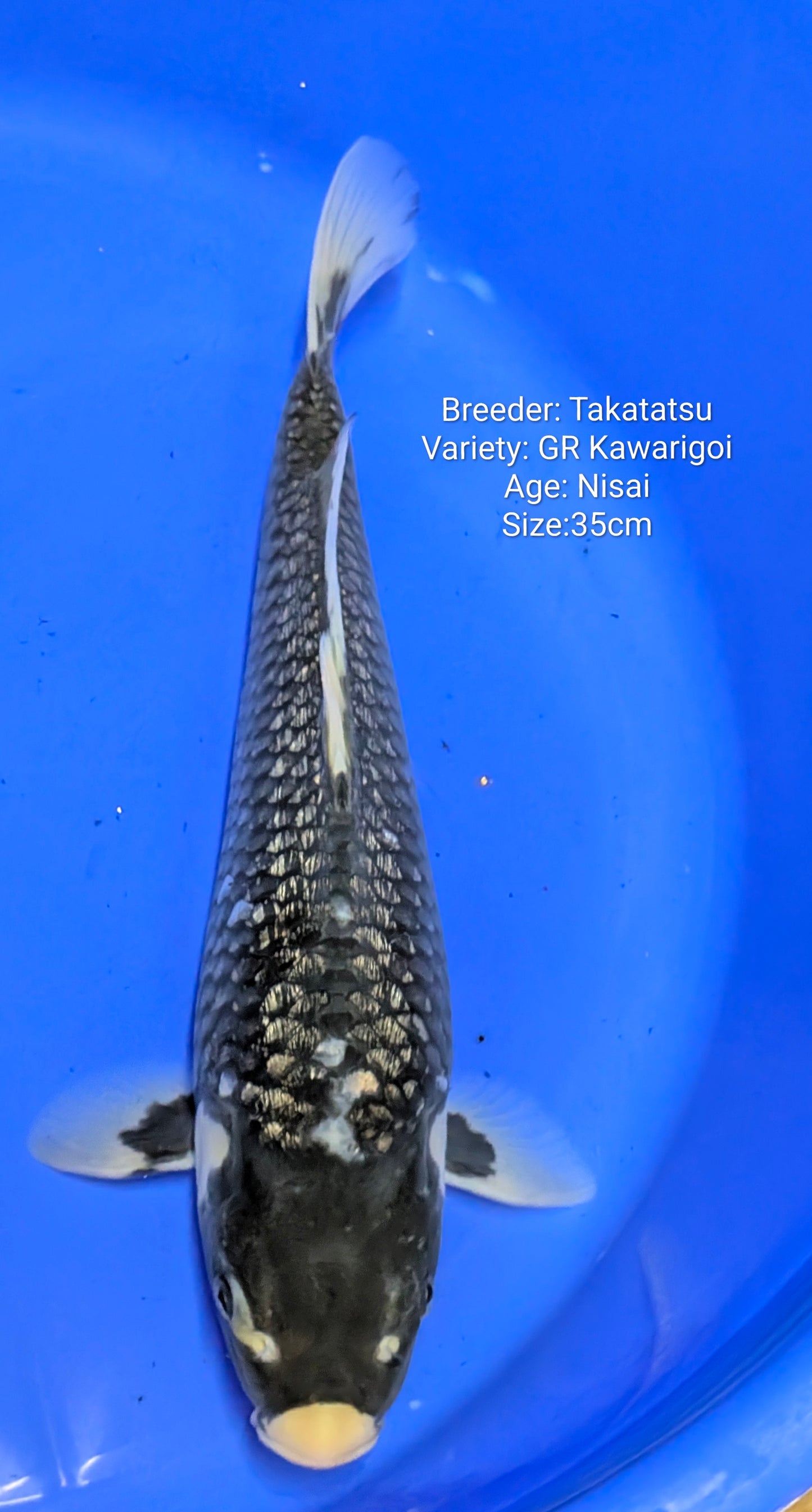 Raffle - 20x Tickets for main draw - The Mask