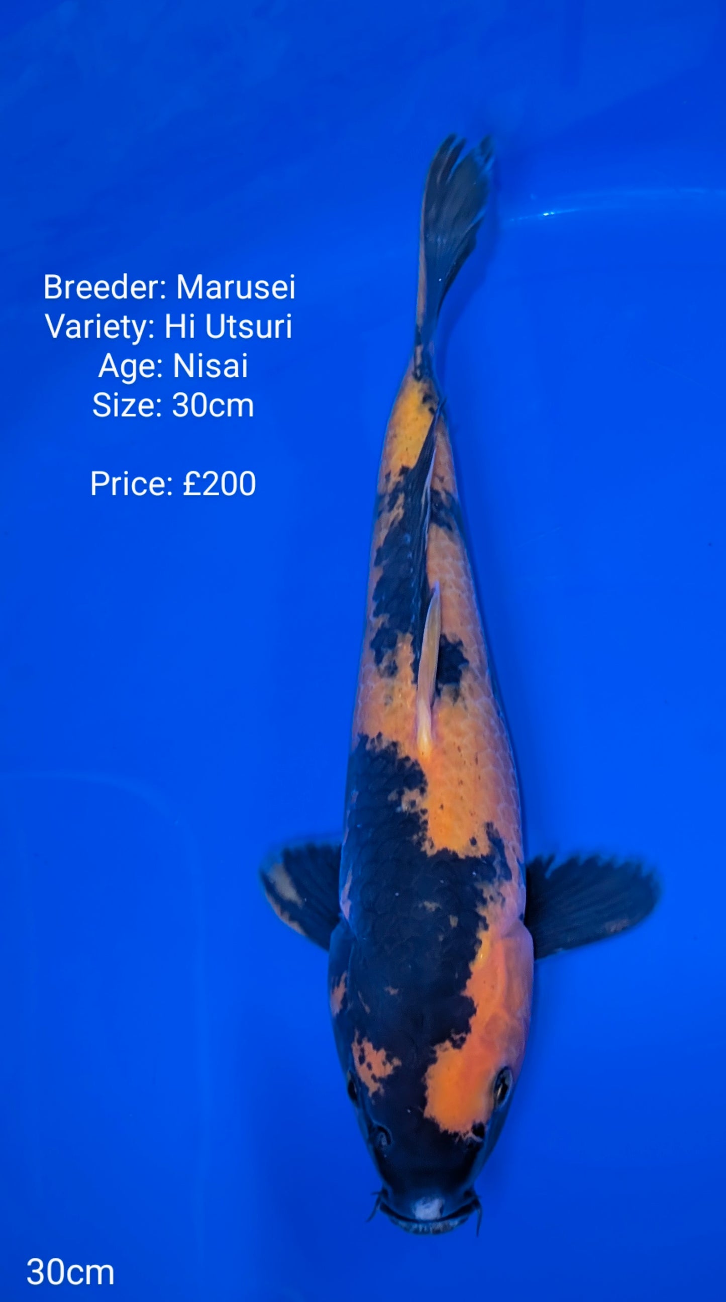 Marusei Hi Utsuri 30cm (In QT)