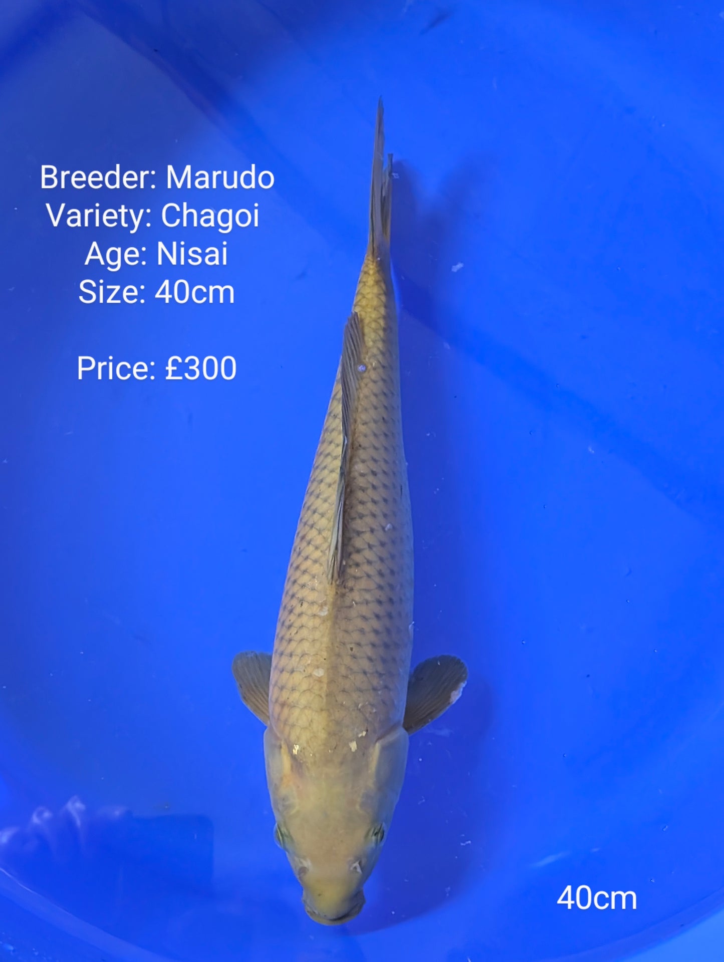 Marudo Chagoi 40cm (Fin damaged)