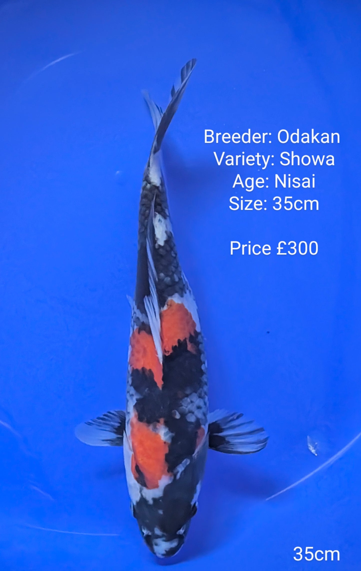 Odakan Showa
