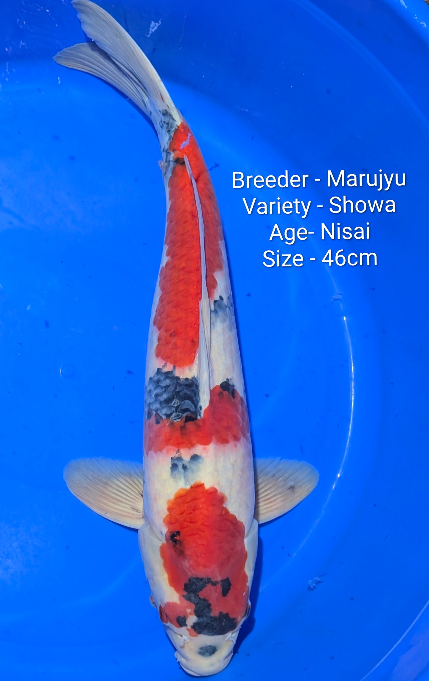 Marujyu Nisai Showa 46cm Code - Maruj10