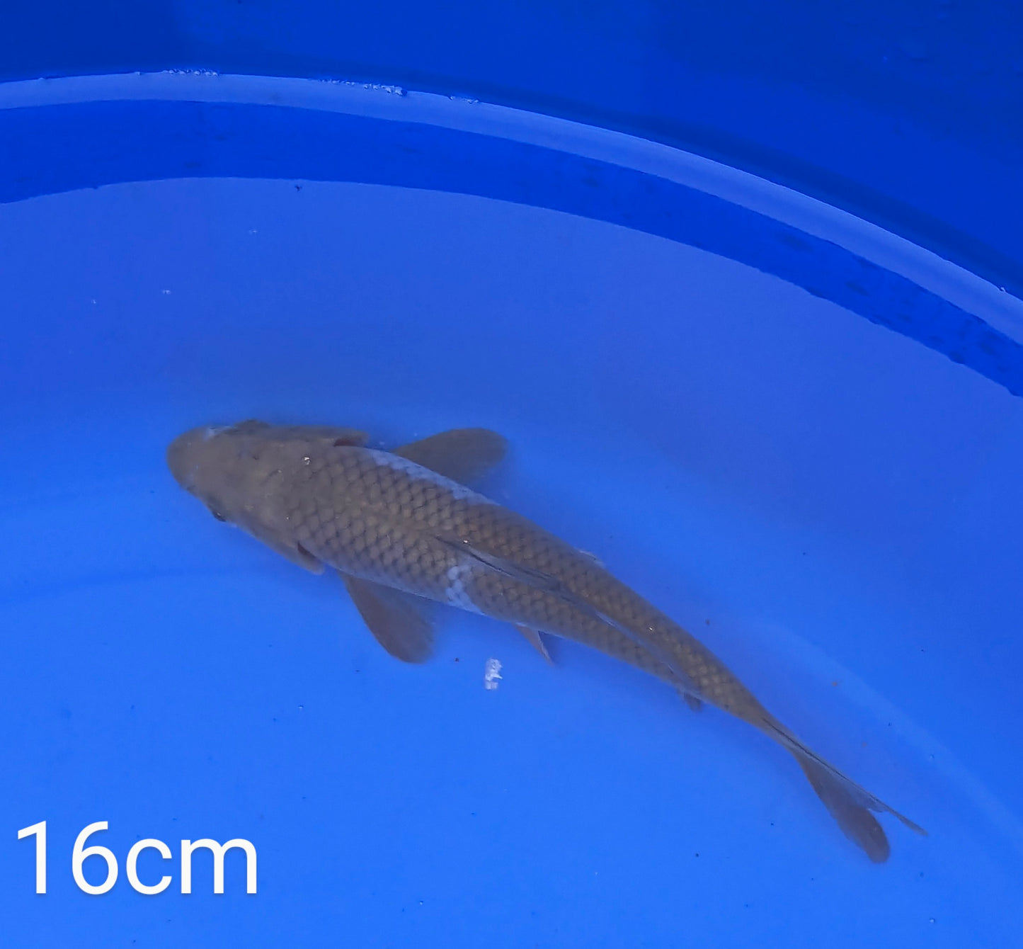 16cm ochiba tosai