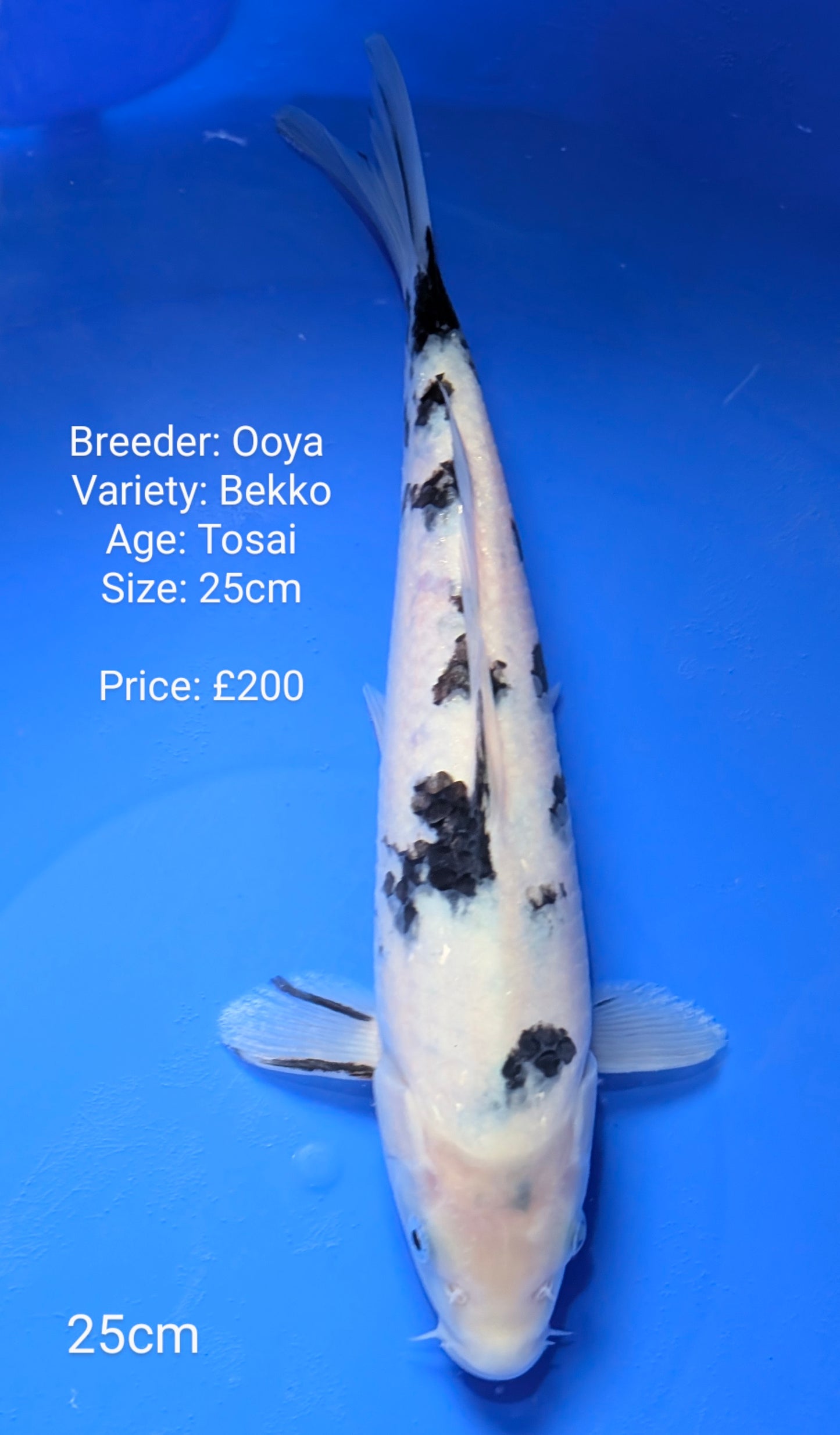 Ooya Bekko 25cm