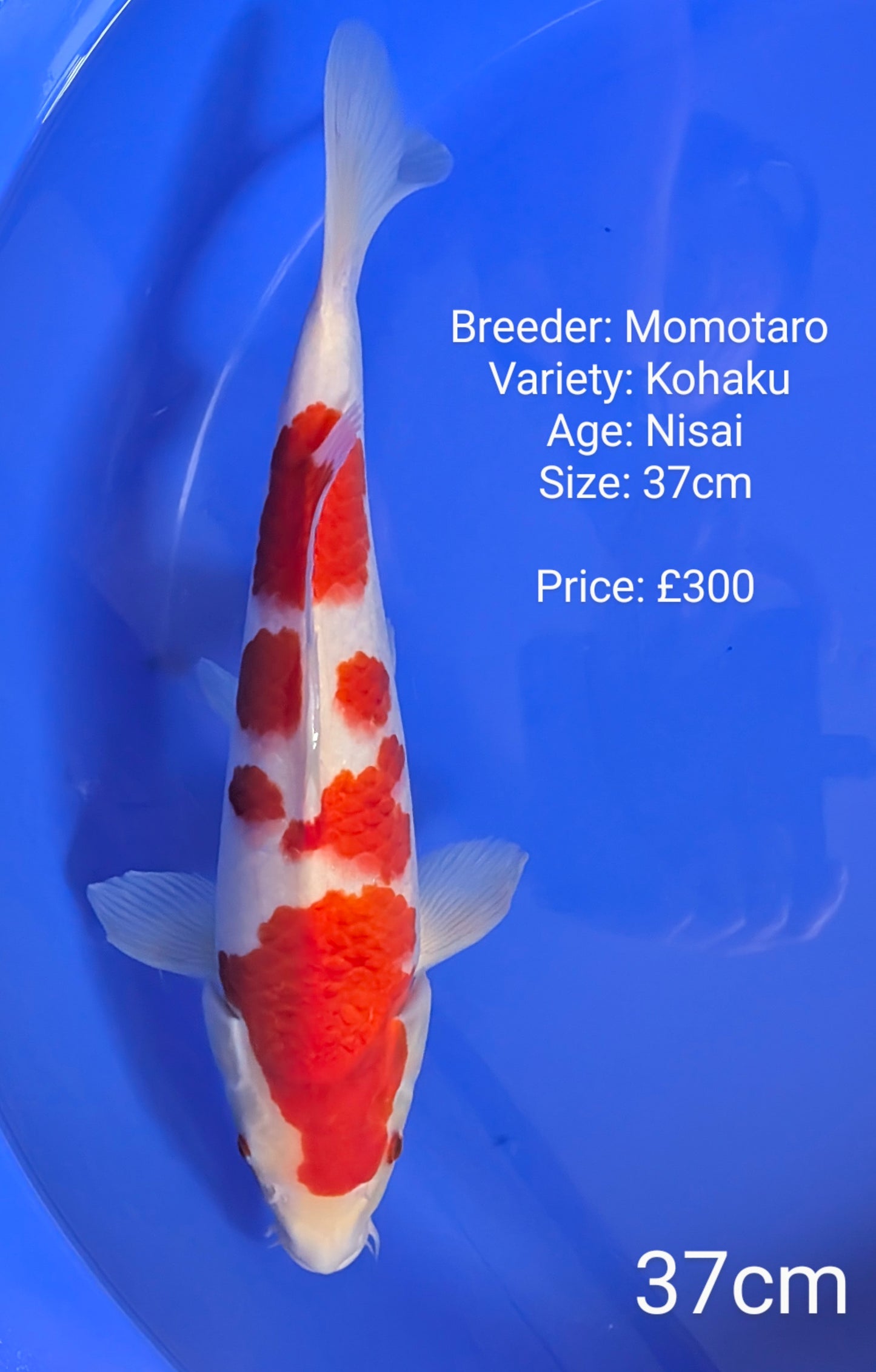 Momotaro Kohaku