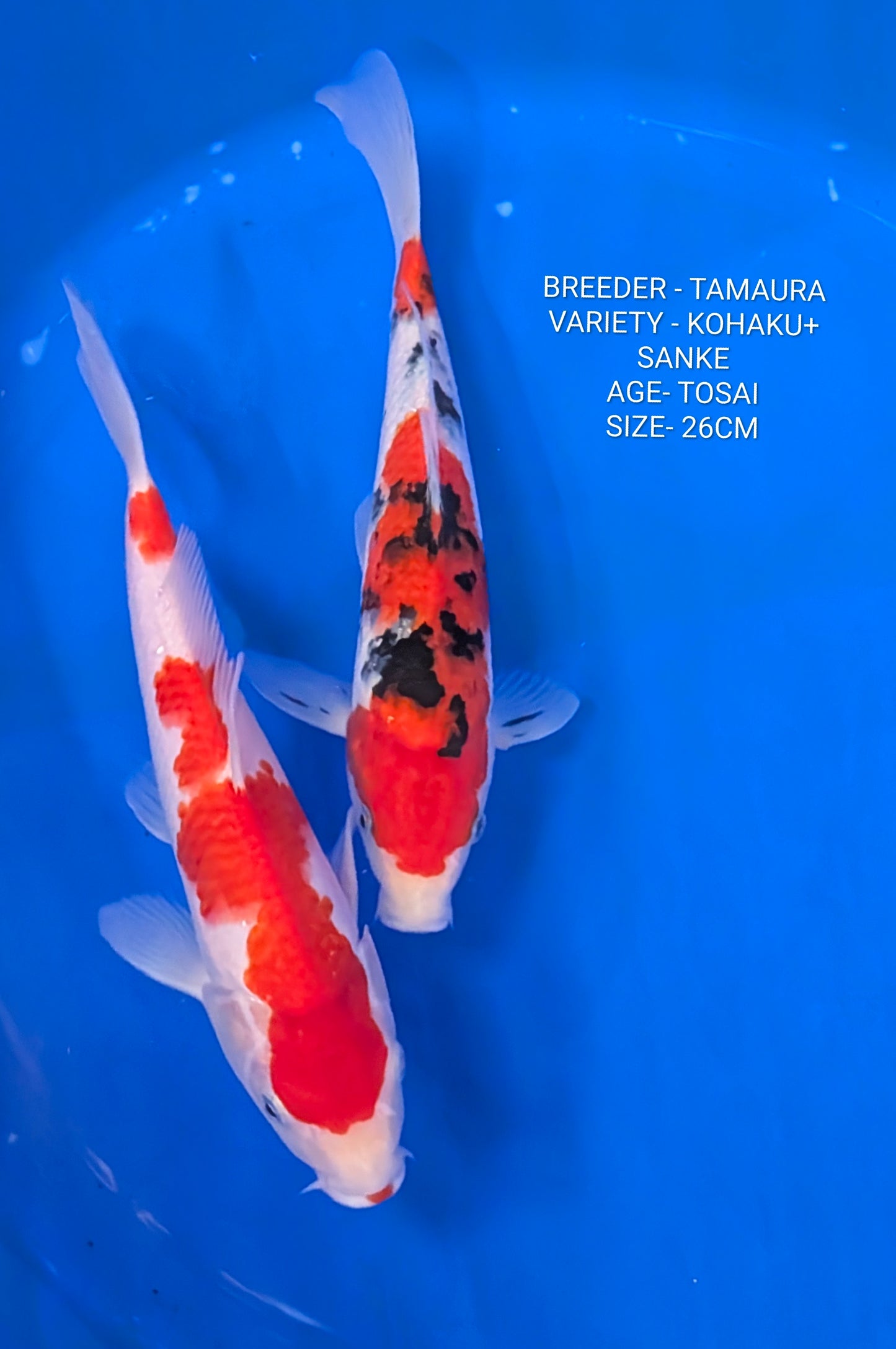 Raffle - Duo Tamaura Kohaku+ Sanke 26cm Tosai