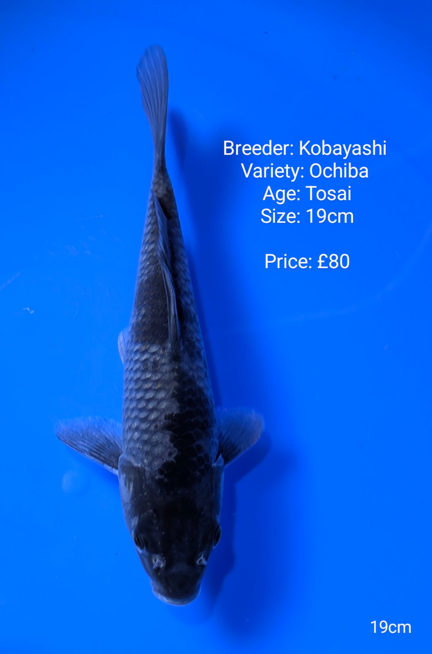 Kobayashi Dark Ochiba
