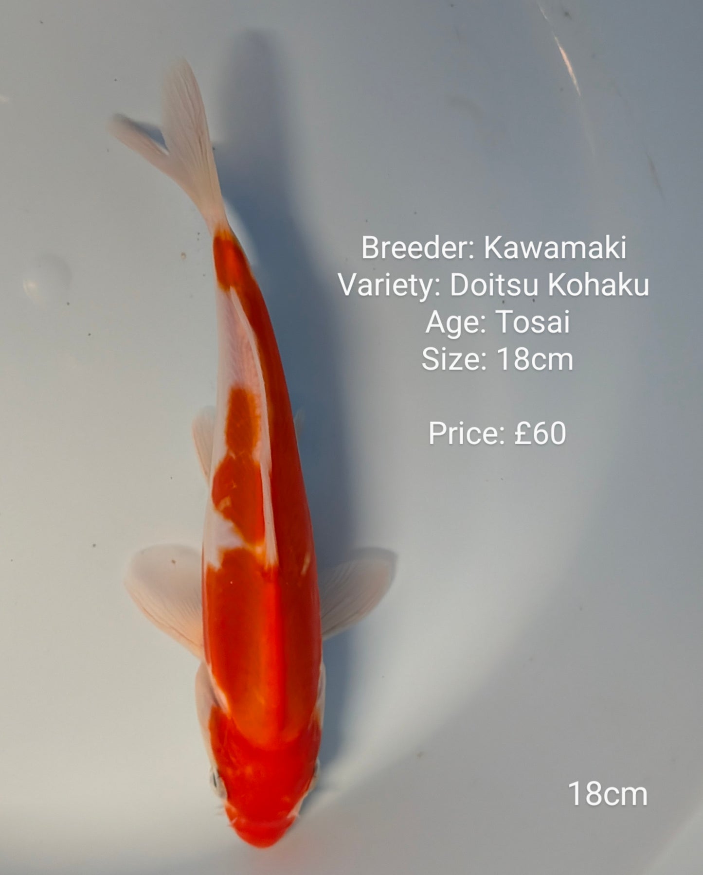 Kawamaki Doitsu Kohaku 18cm