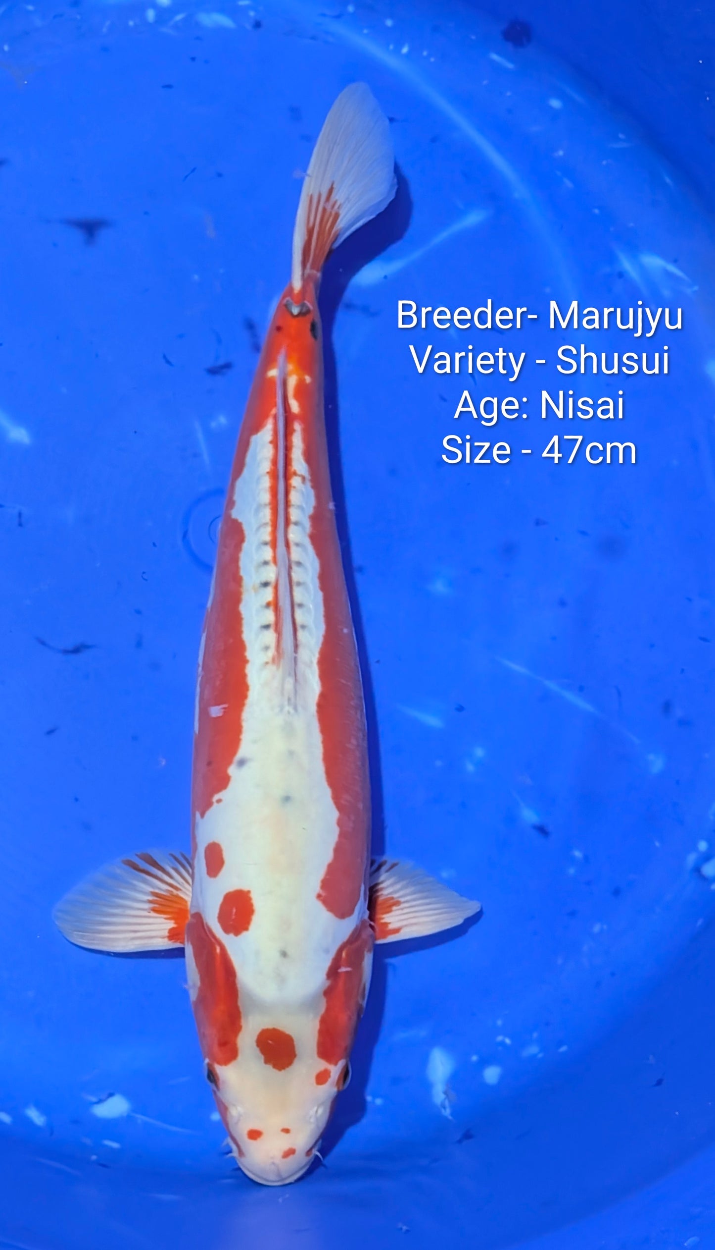 Marujyu Nisai Shusui 47cm code-Maruj02