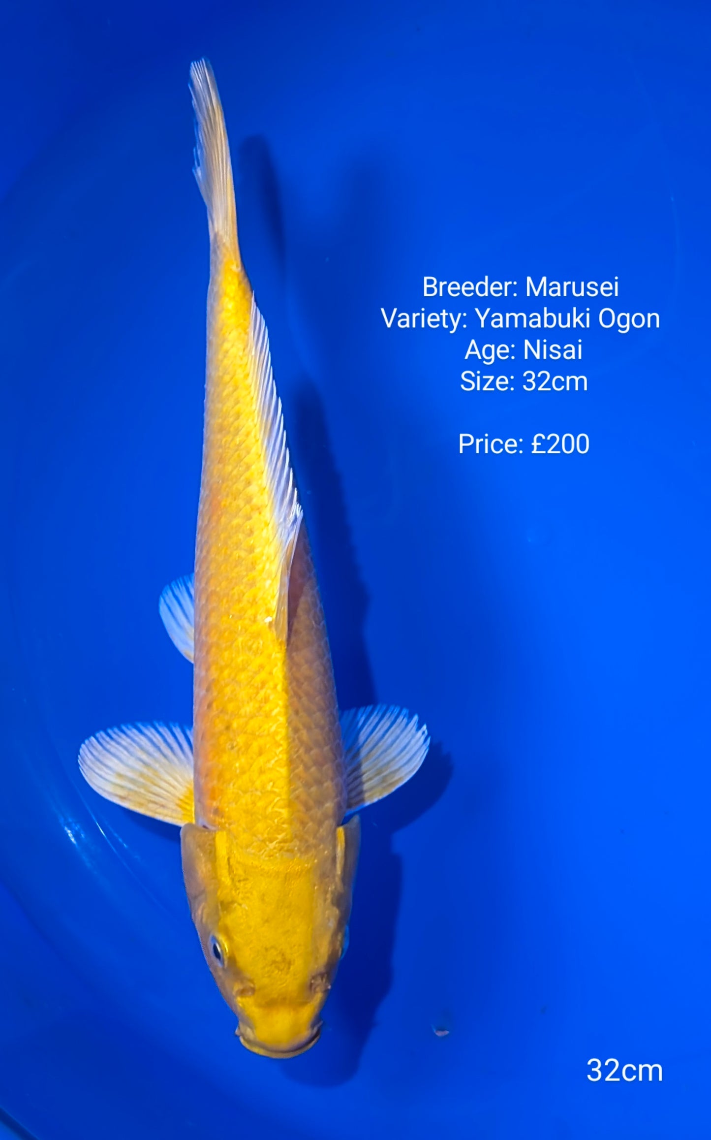 Marusei Yamabuki Ogon 32cm