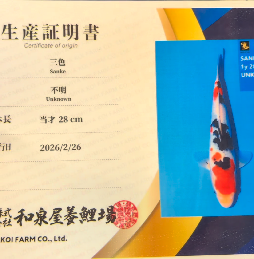 Raffle - Izumiya Sanke 30cm Jumbo Tosai with Certificate