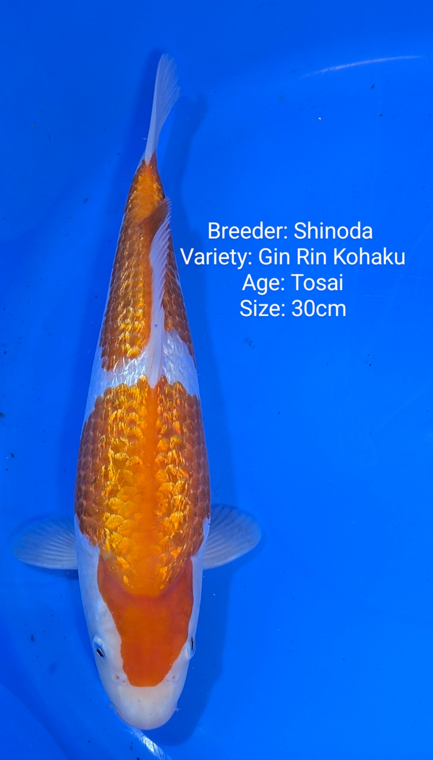 Shinoda Gin Rin 2 step Kohaku Jumbo Tosai 30cm