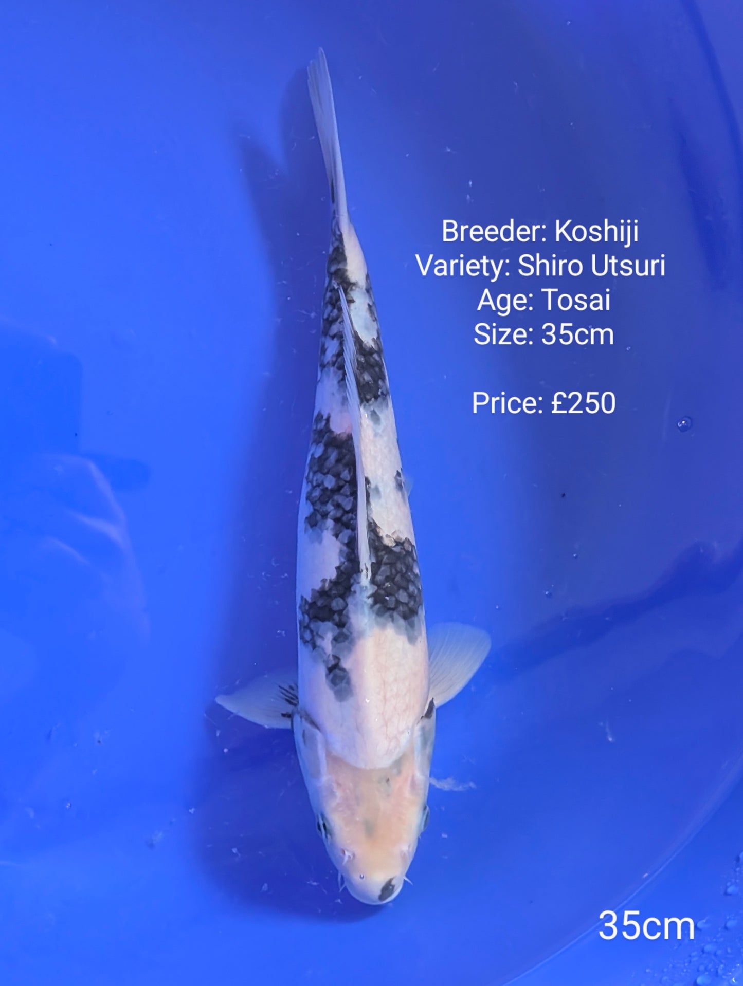 Koshiji Shiro Utsuri 35cm