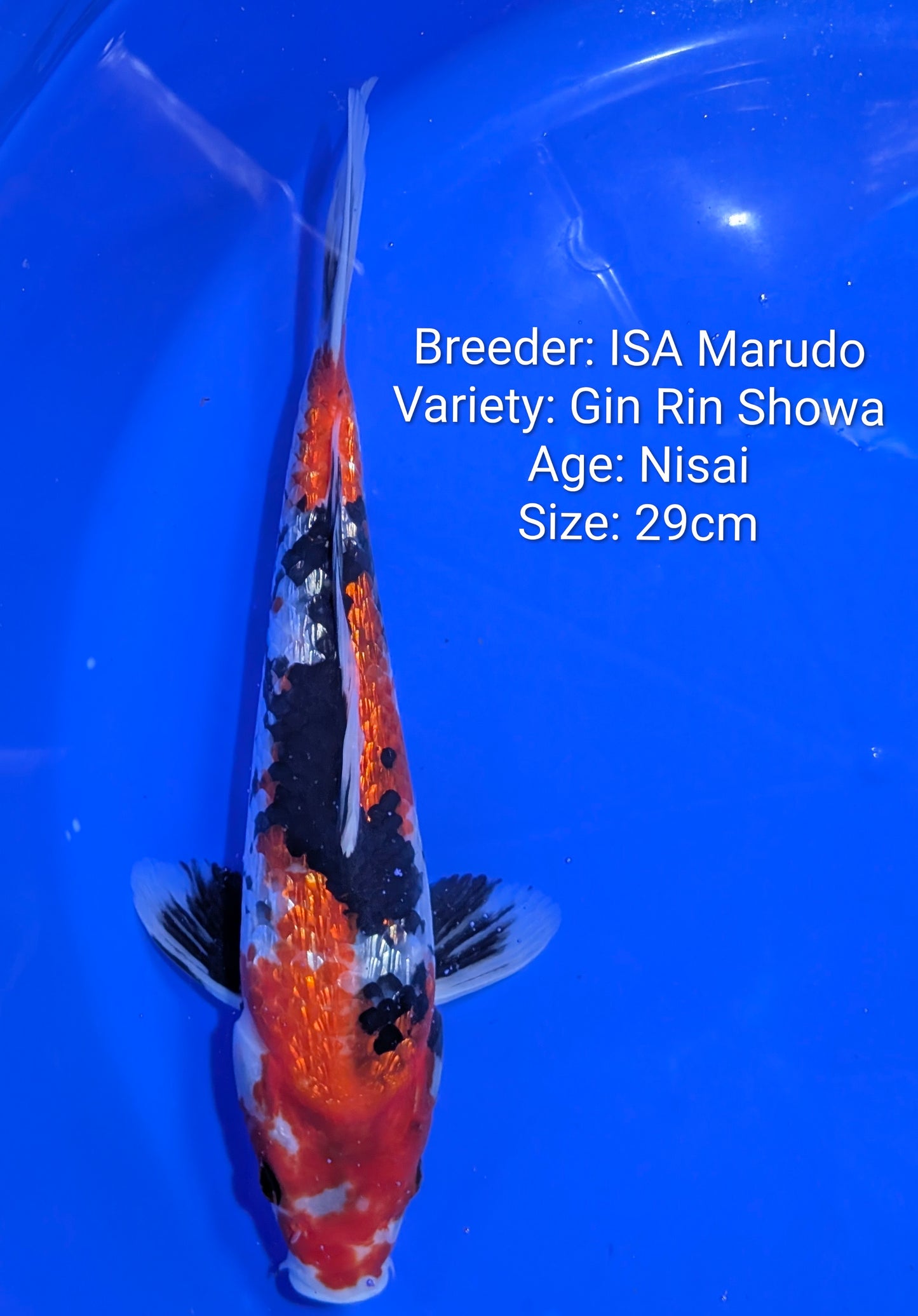 Raffle: Gin Rin Showa 29cm