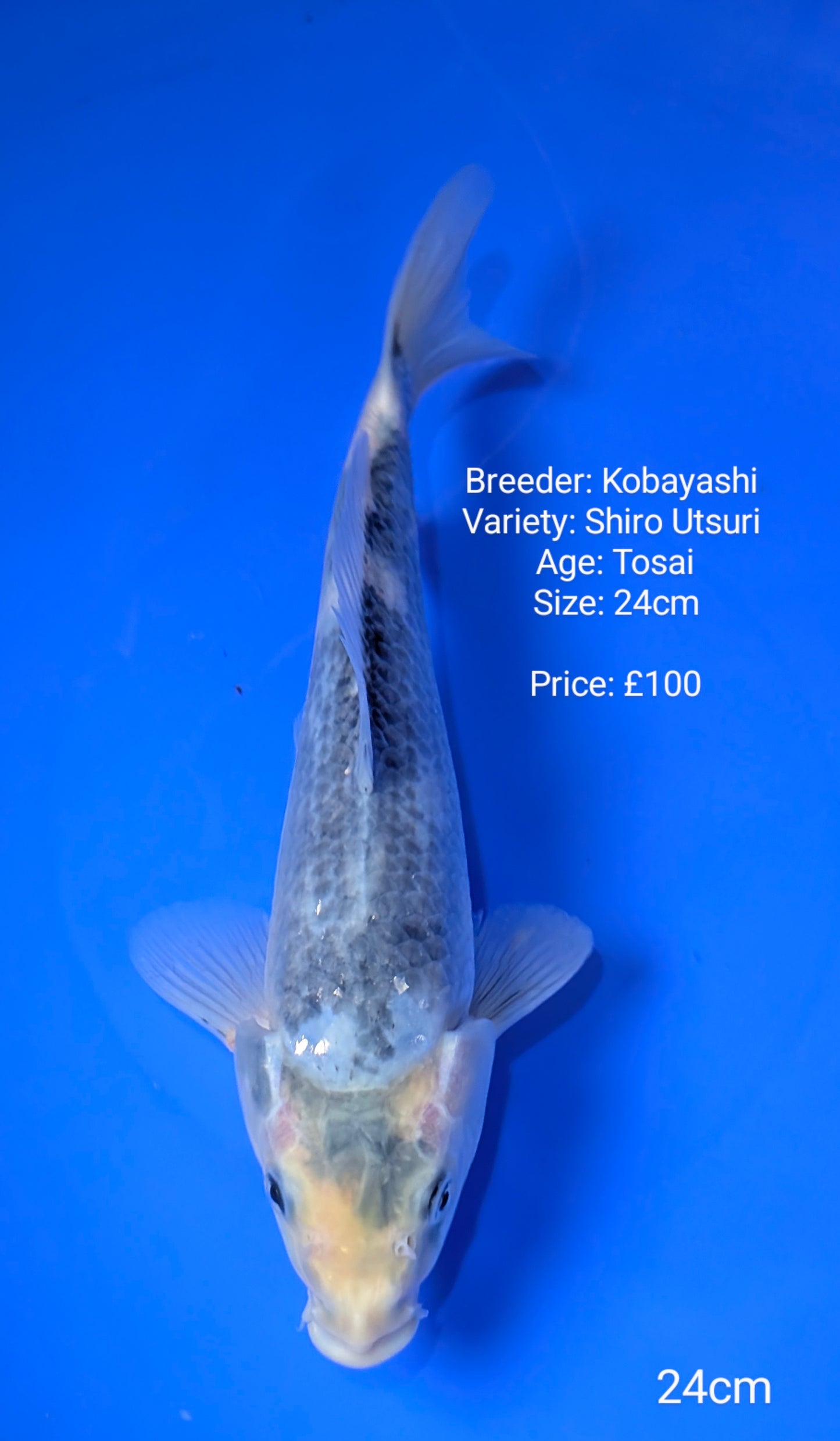 Kobayashi Shiro Utsuri 24cm