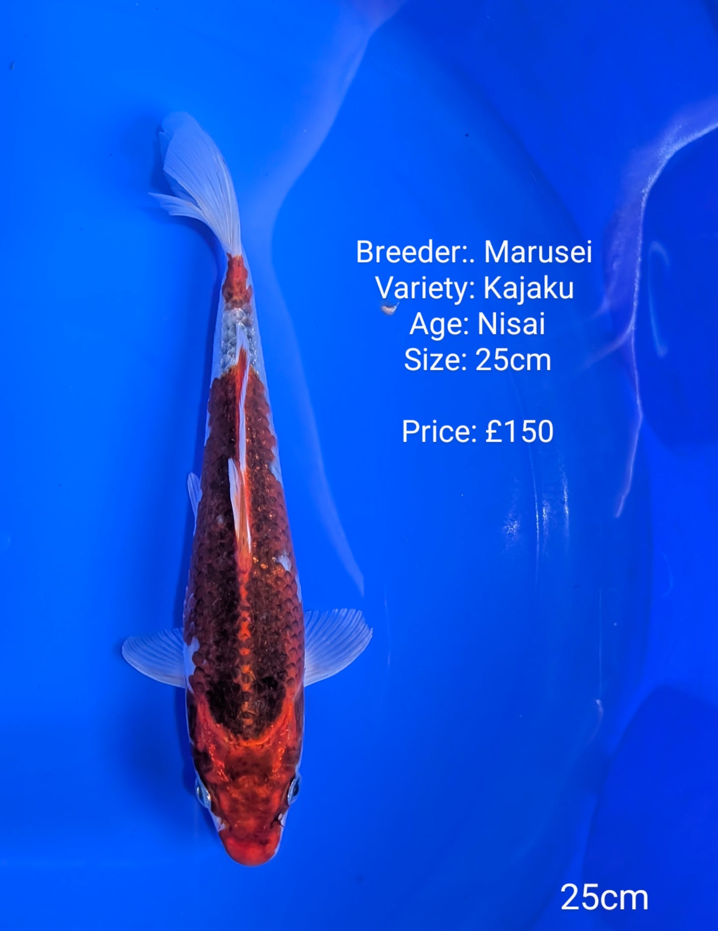 Marusei Kajaku 25cm (In QT,)