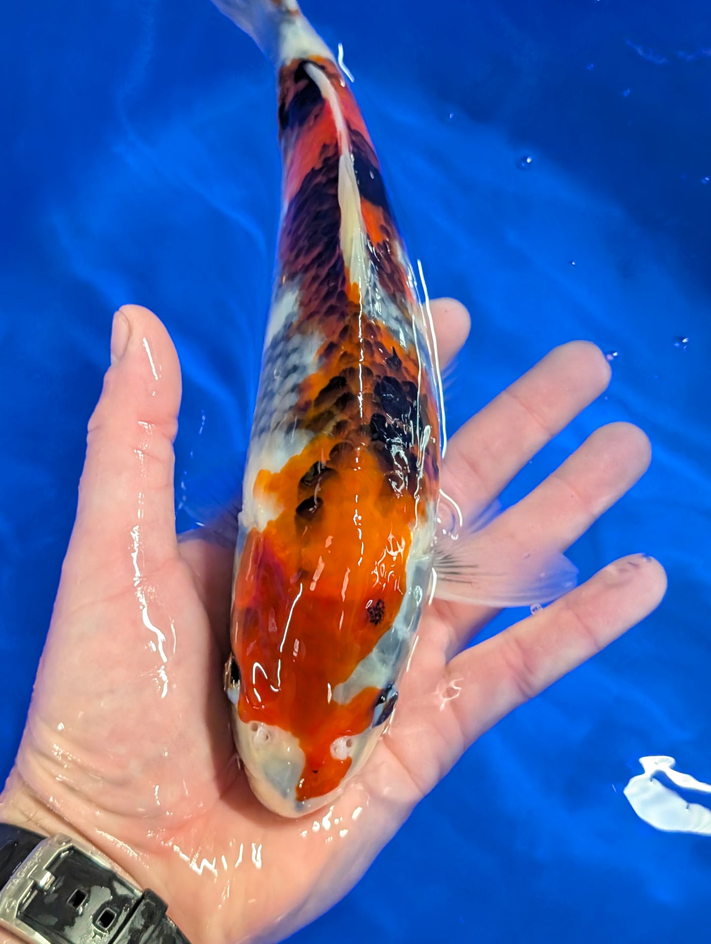 Raffle - Tamaura Showa 29cm Tosai