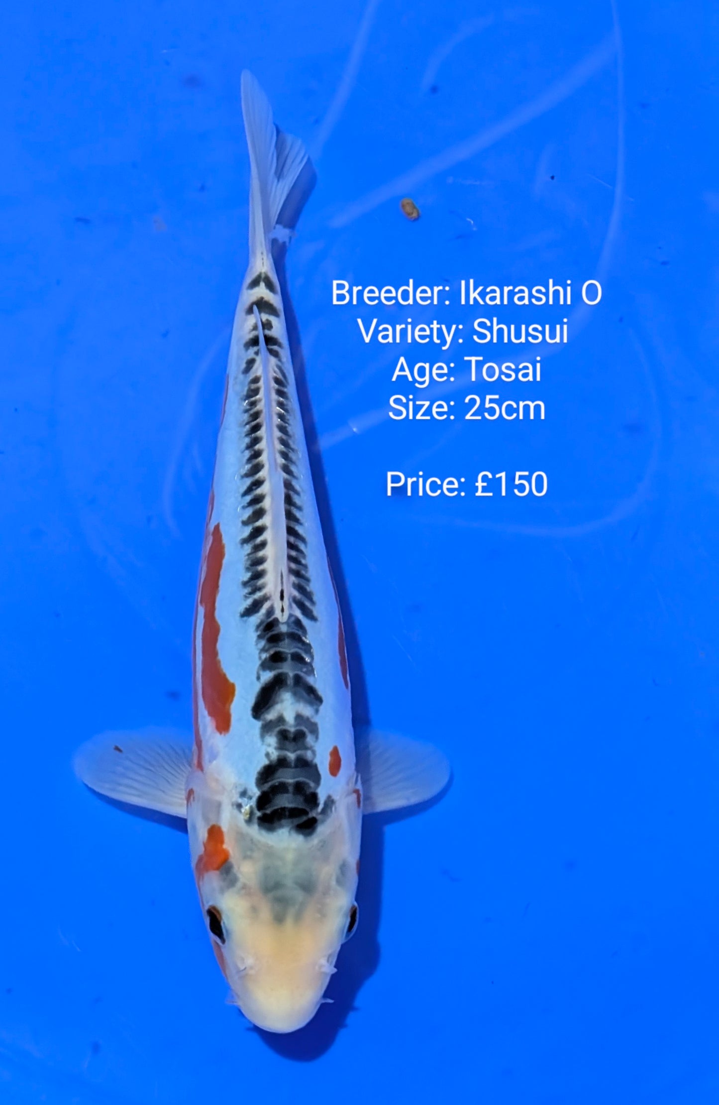 Ozumi Ikarashi Jumbo Tosai Shusui ( QT)