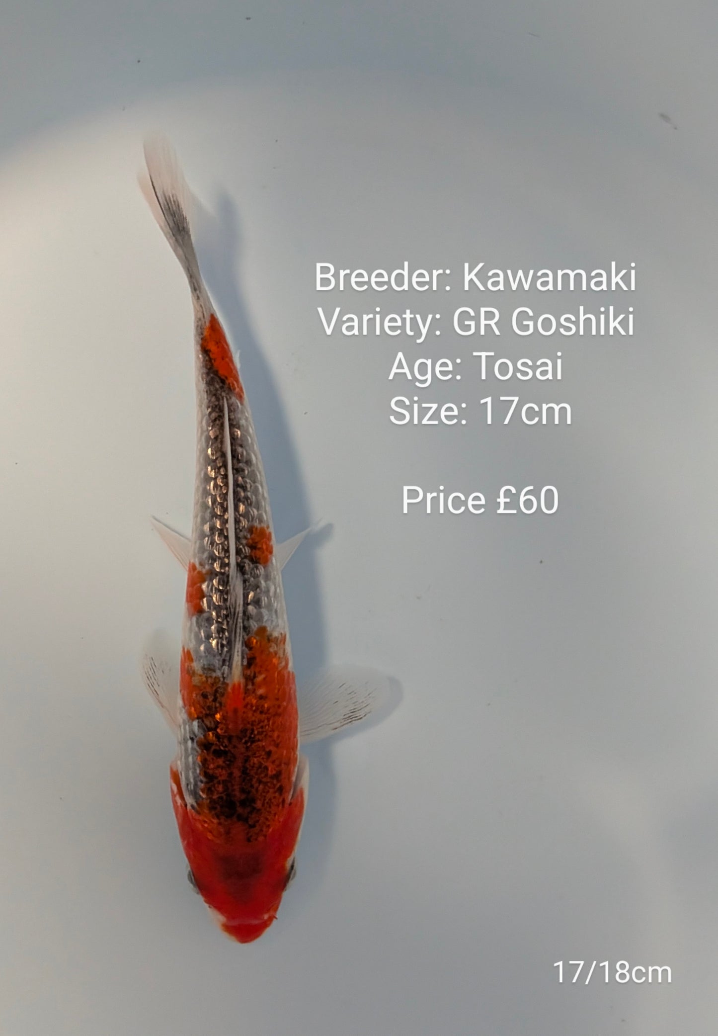 Kawamaki Gin Rin Goshki