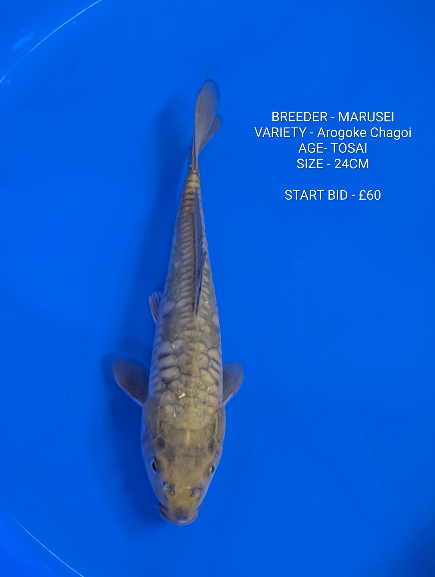 2 x auction koi