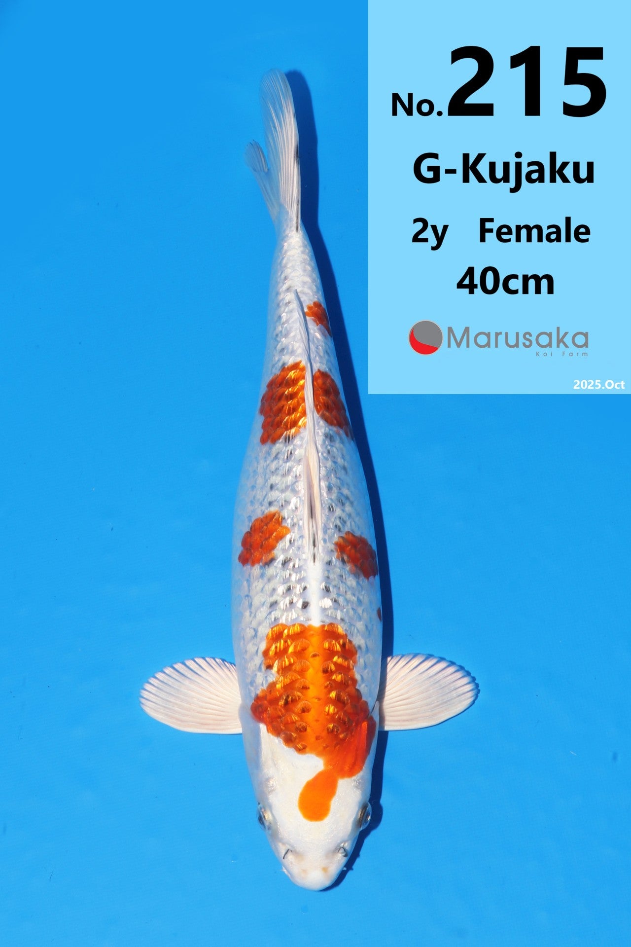 Raffle VHQ Gin Rin Kajaku