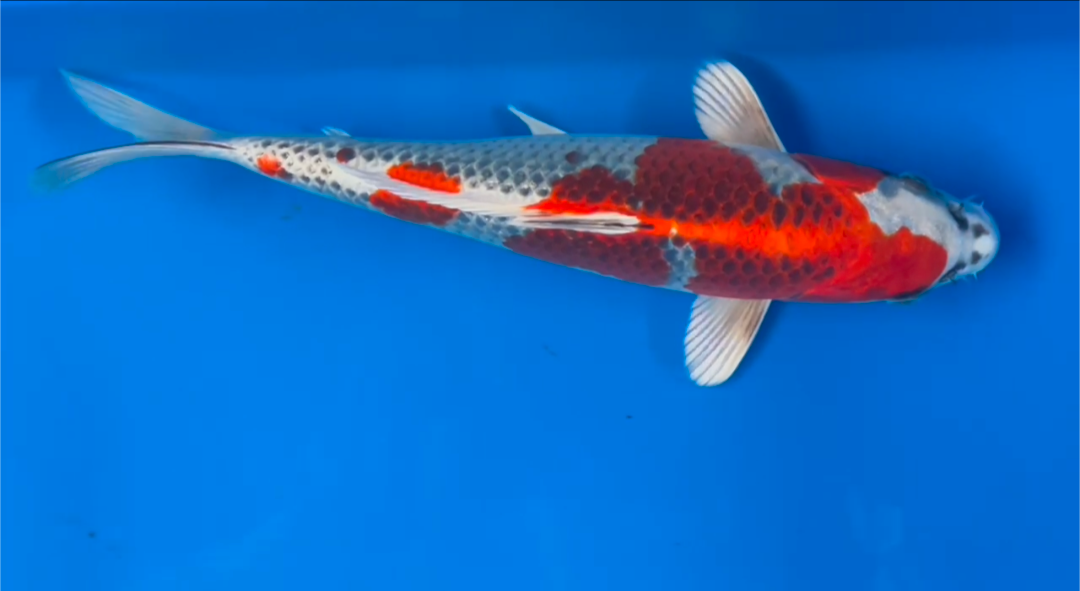 Certified Kajaku 30cm .