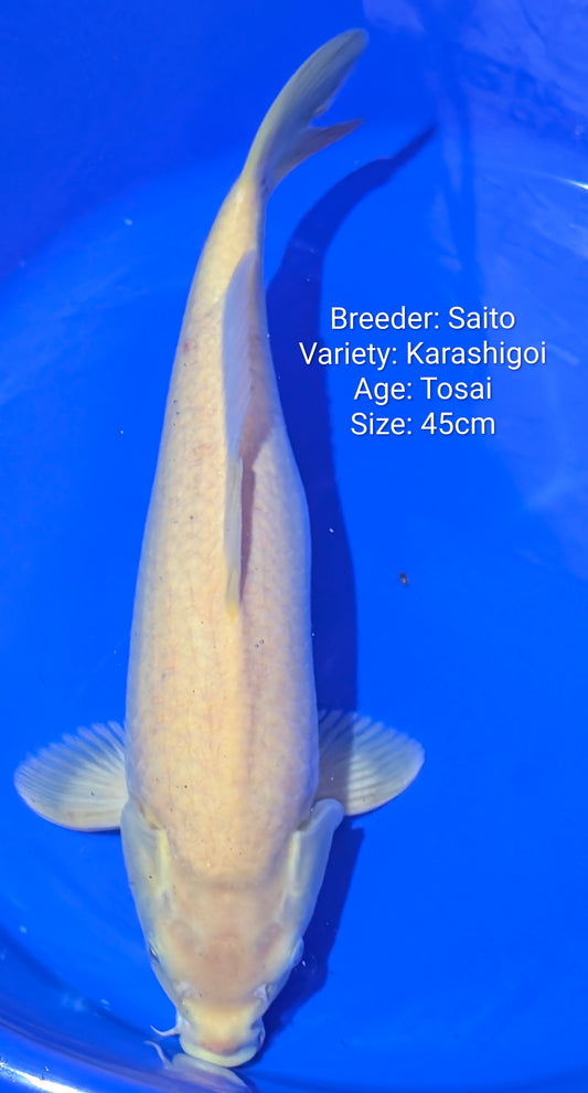 Raffle: Saito Karashigoi 45cm