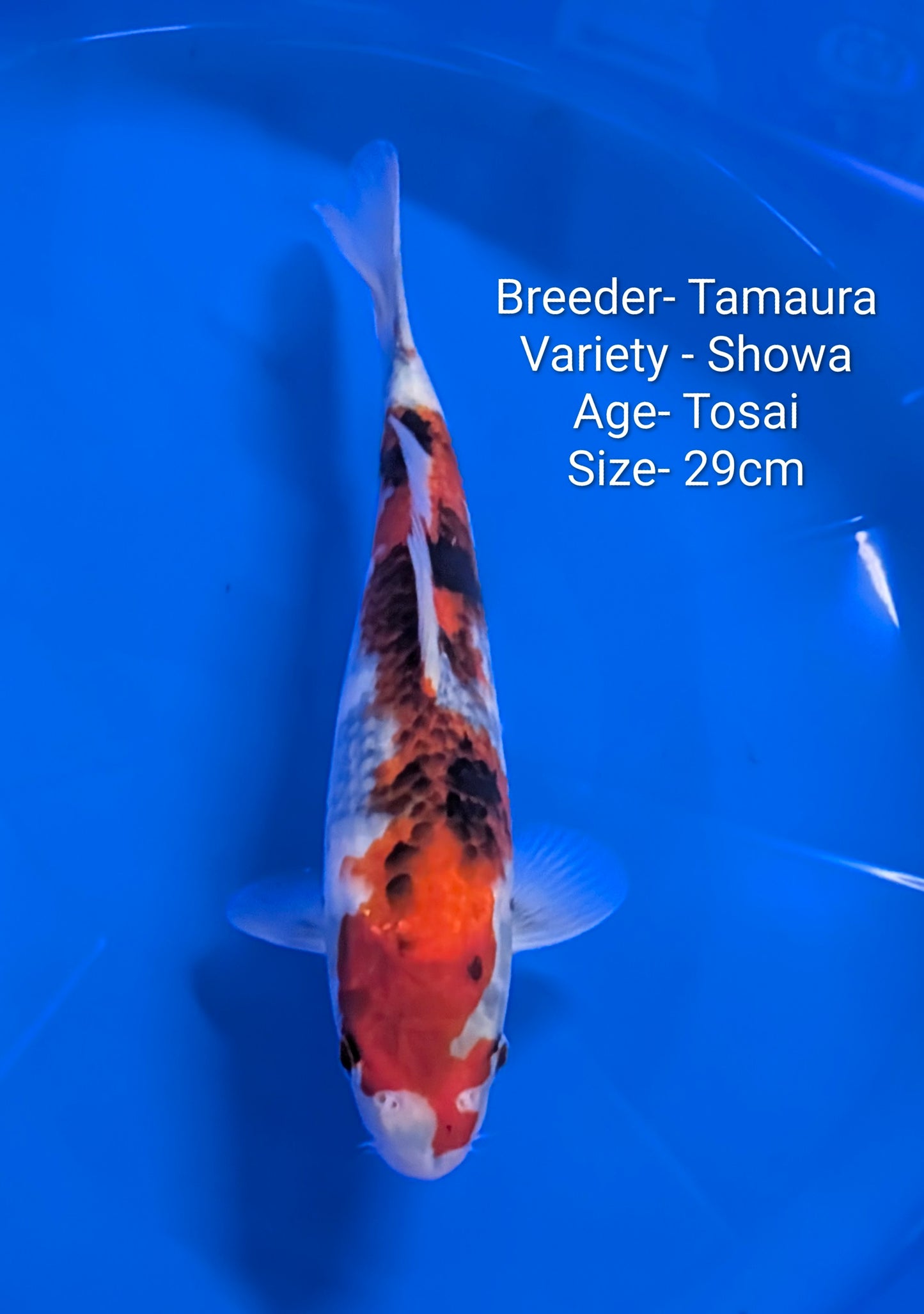 Raffle - Tamaura Showa 29cm Tosai