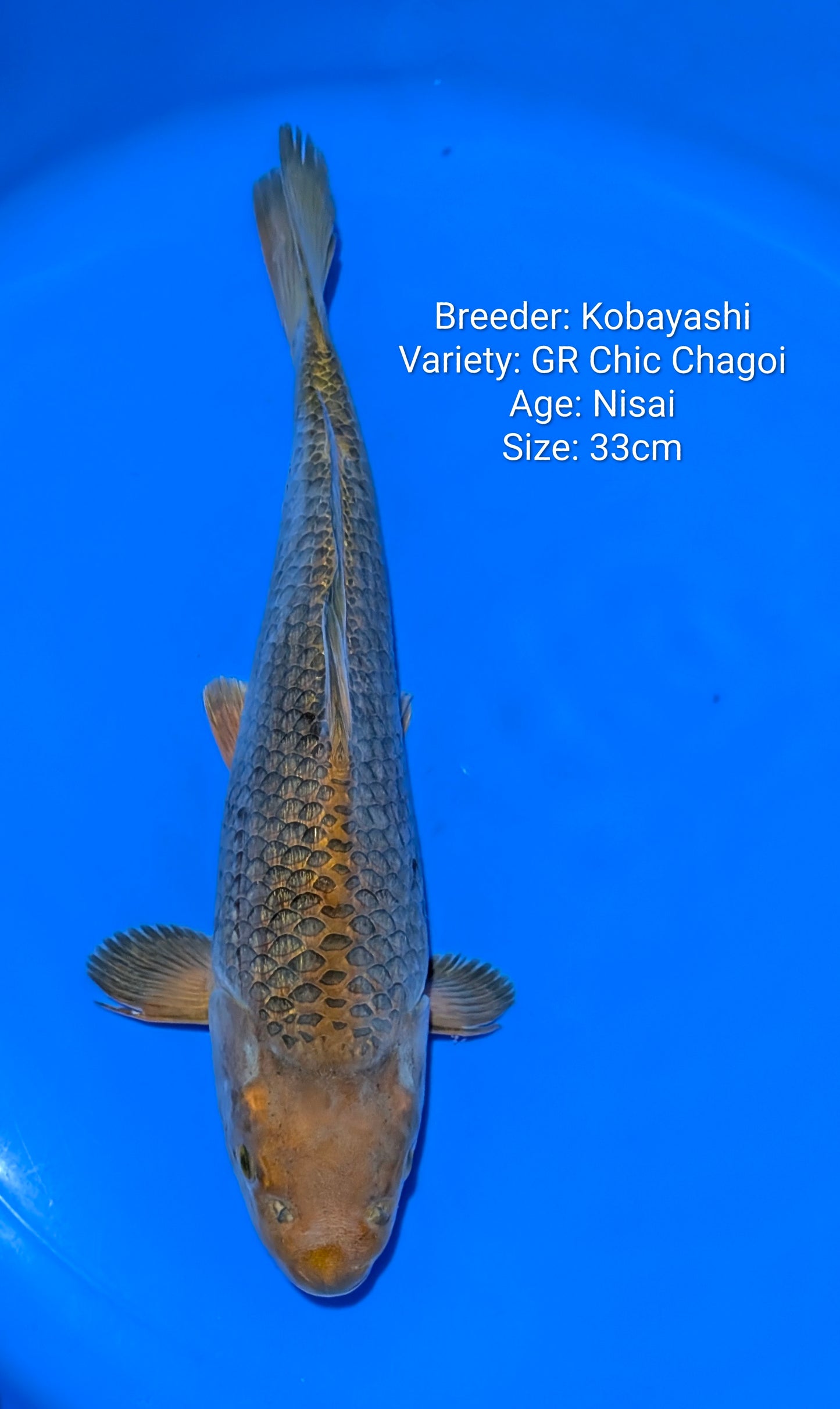 Kobayashi Chocolate Chagoi Nisai 33cm - kobya07