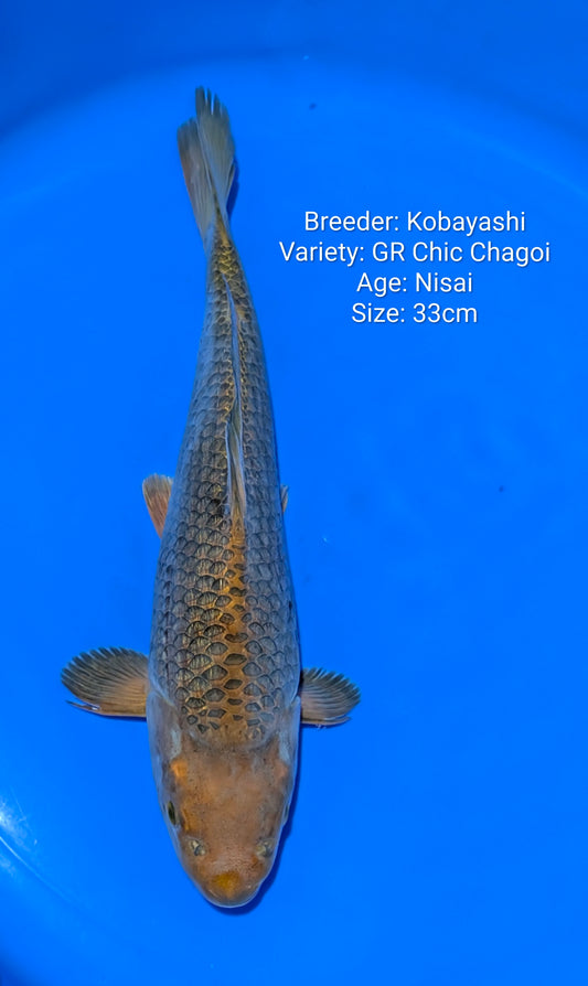 Kobayashi Chocolate Chagoi Nisai 33cm - kobya07