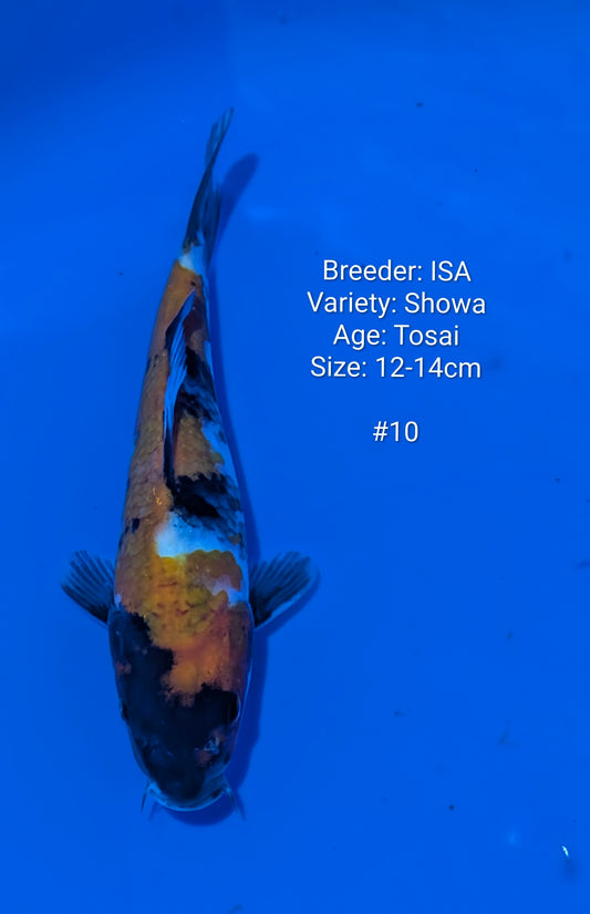 ISA SHOWA #10 Grow out