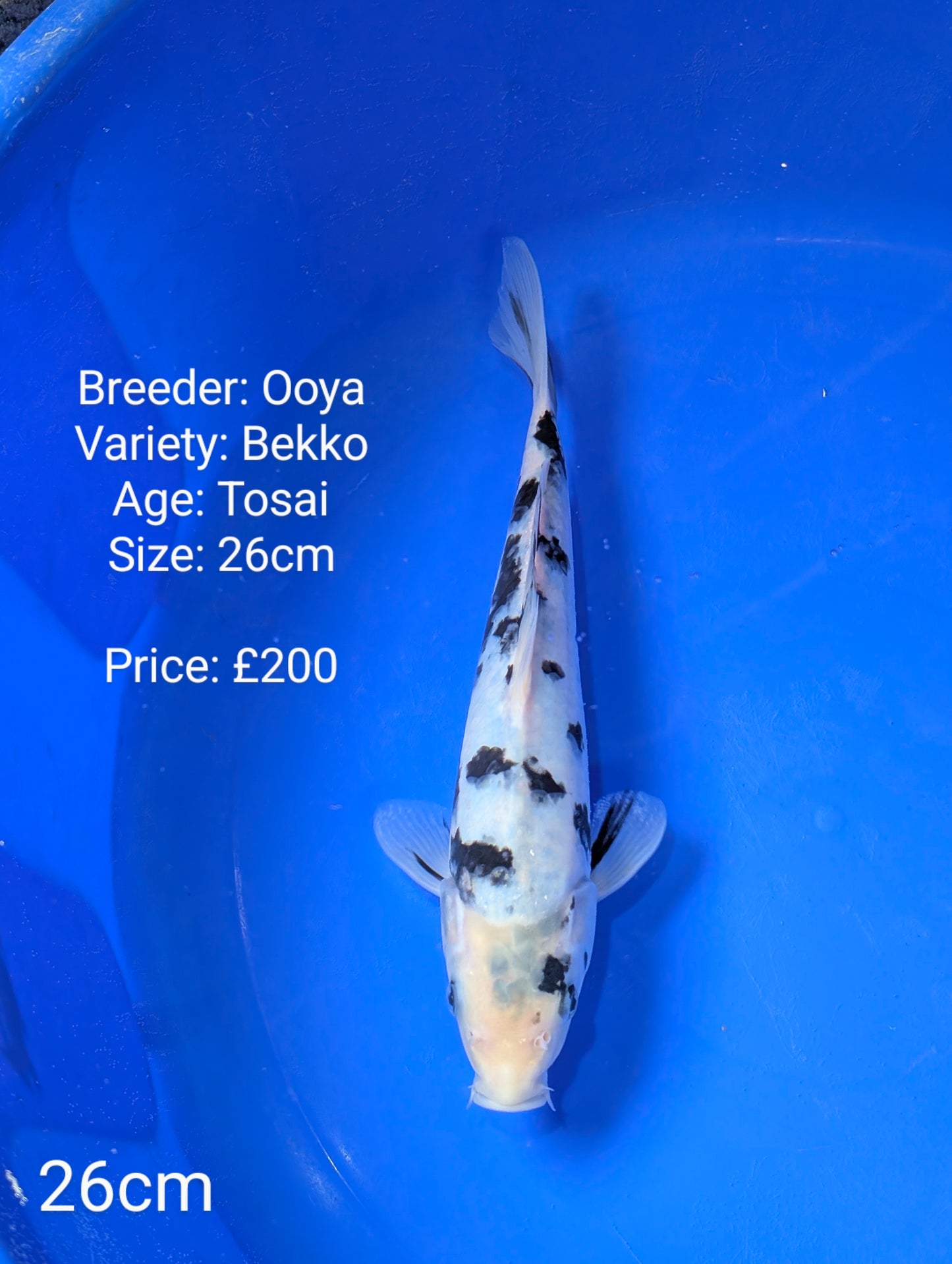 Ooya Bekko 26cm