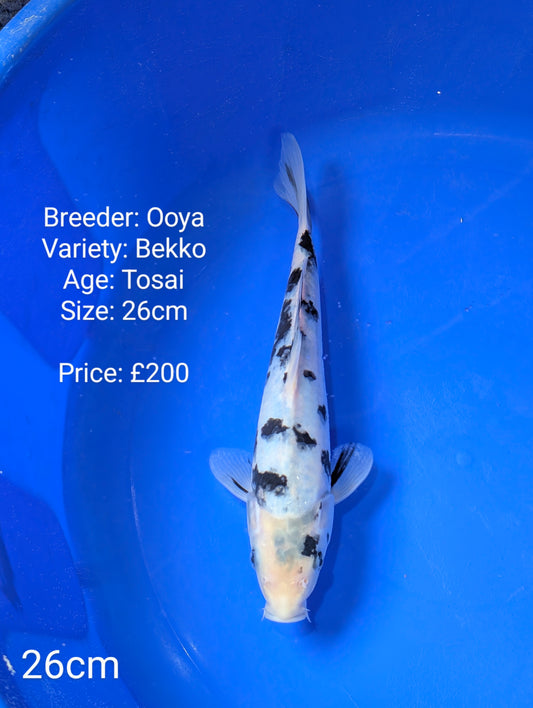 Ooya Bekko 26cm