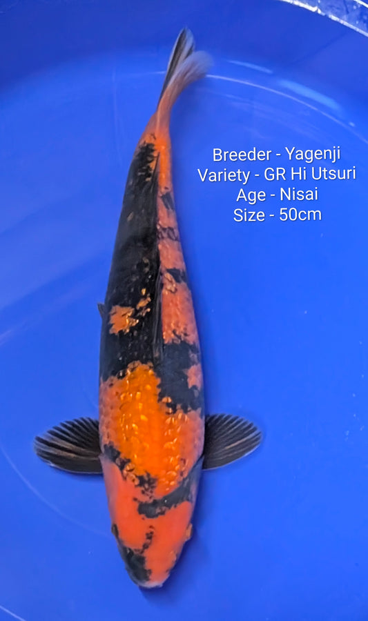 Yagenji Gin Rin Hi Utsuri Nisai 50cm